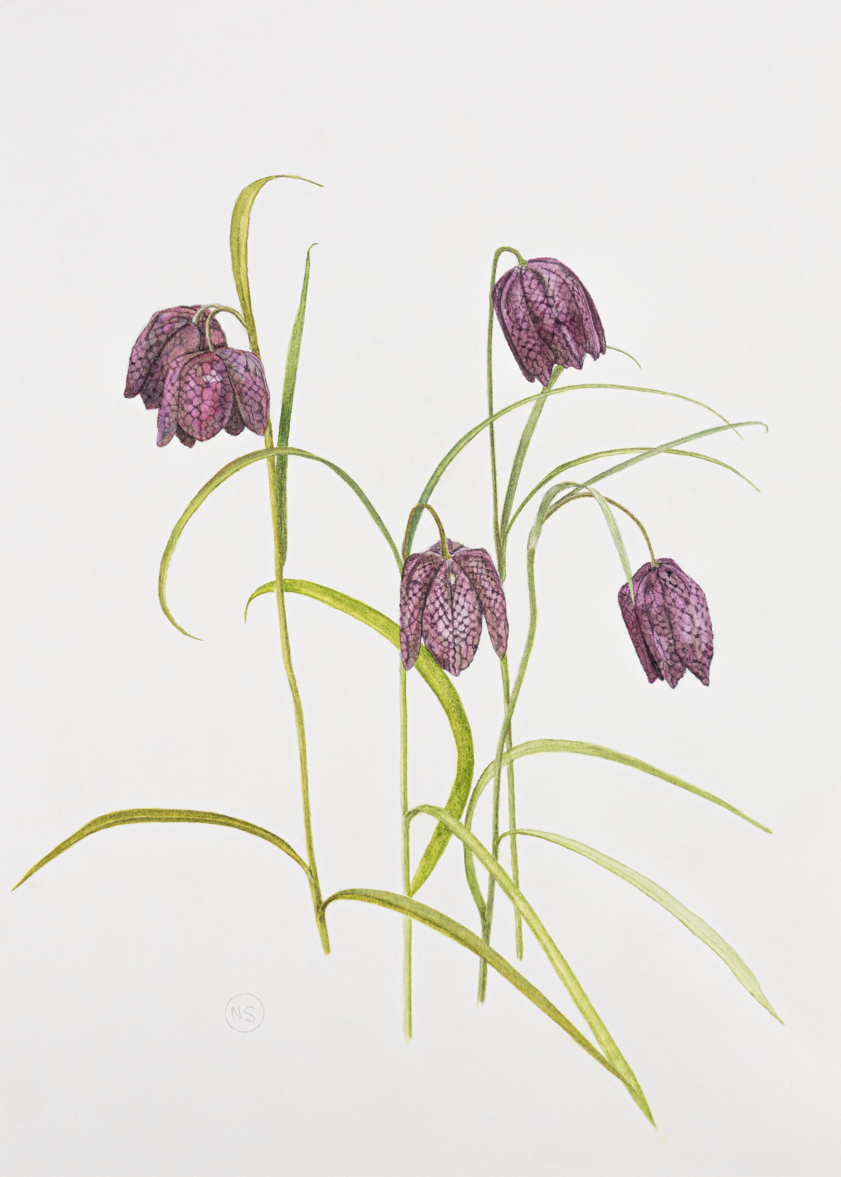 Fritillaria meleagris