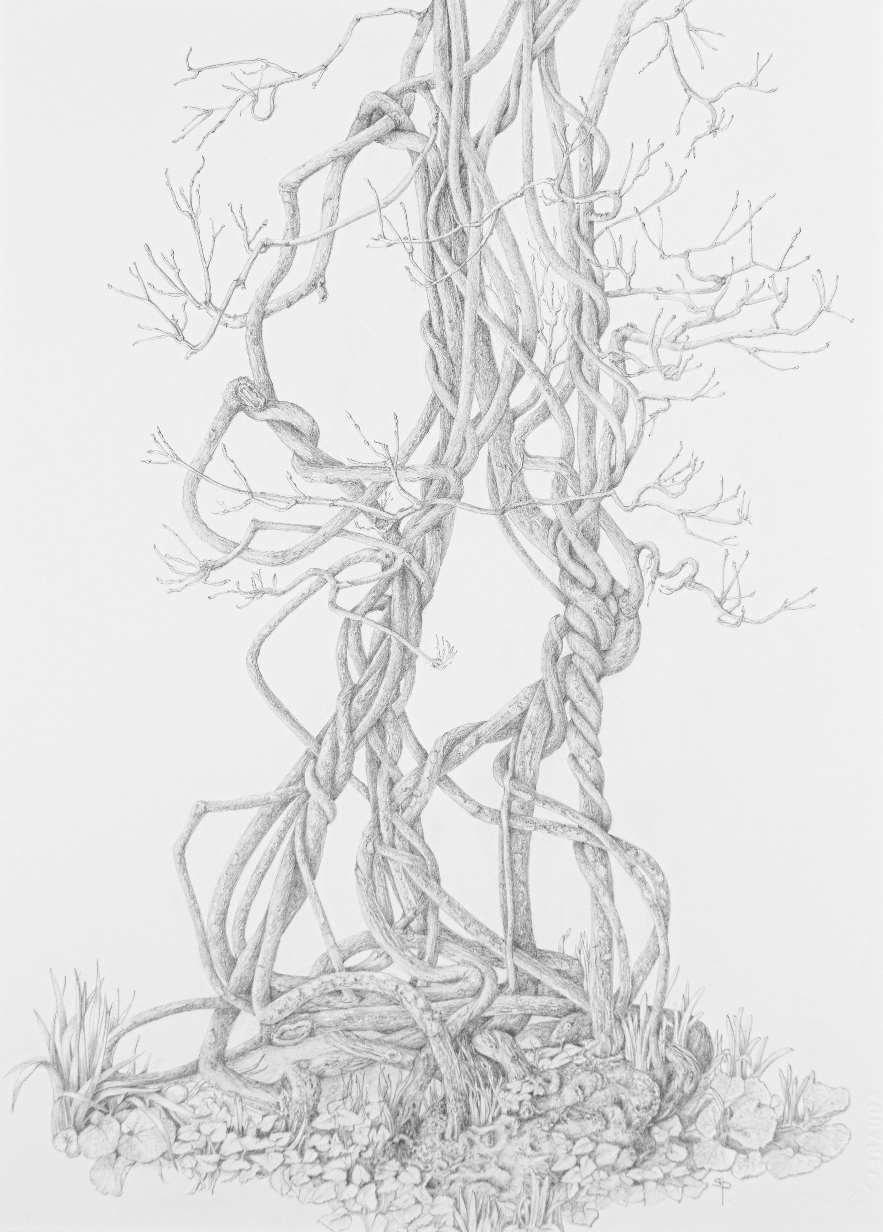 Wisteria sinensis