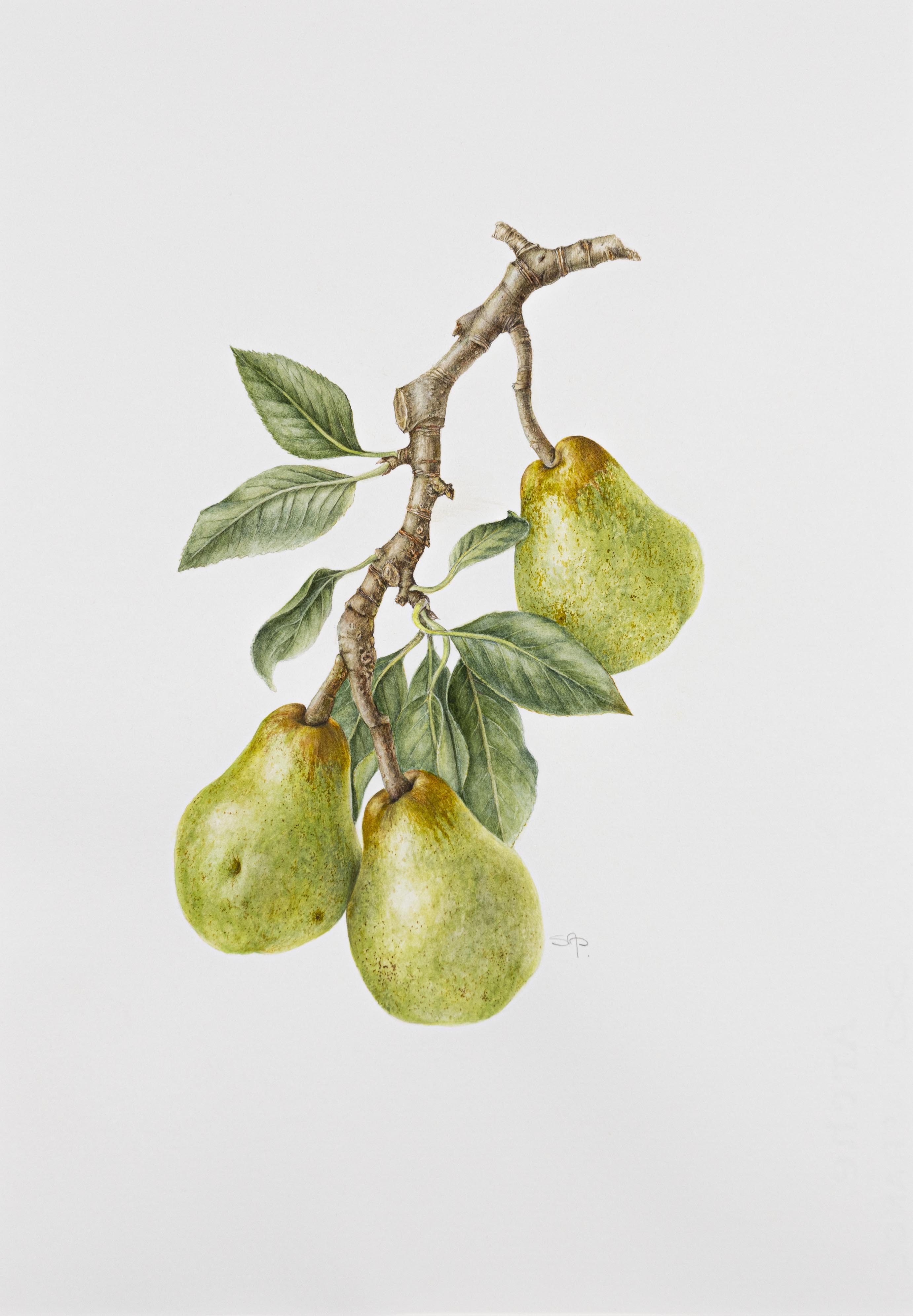 Pyrus communis 'Williams'