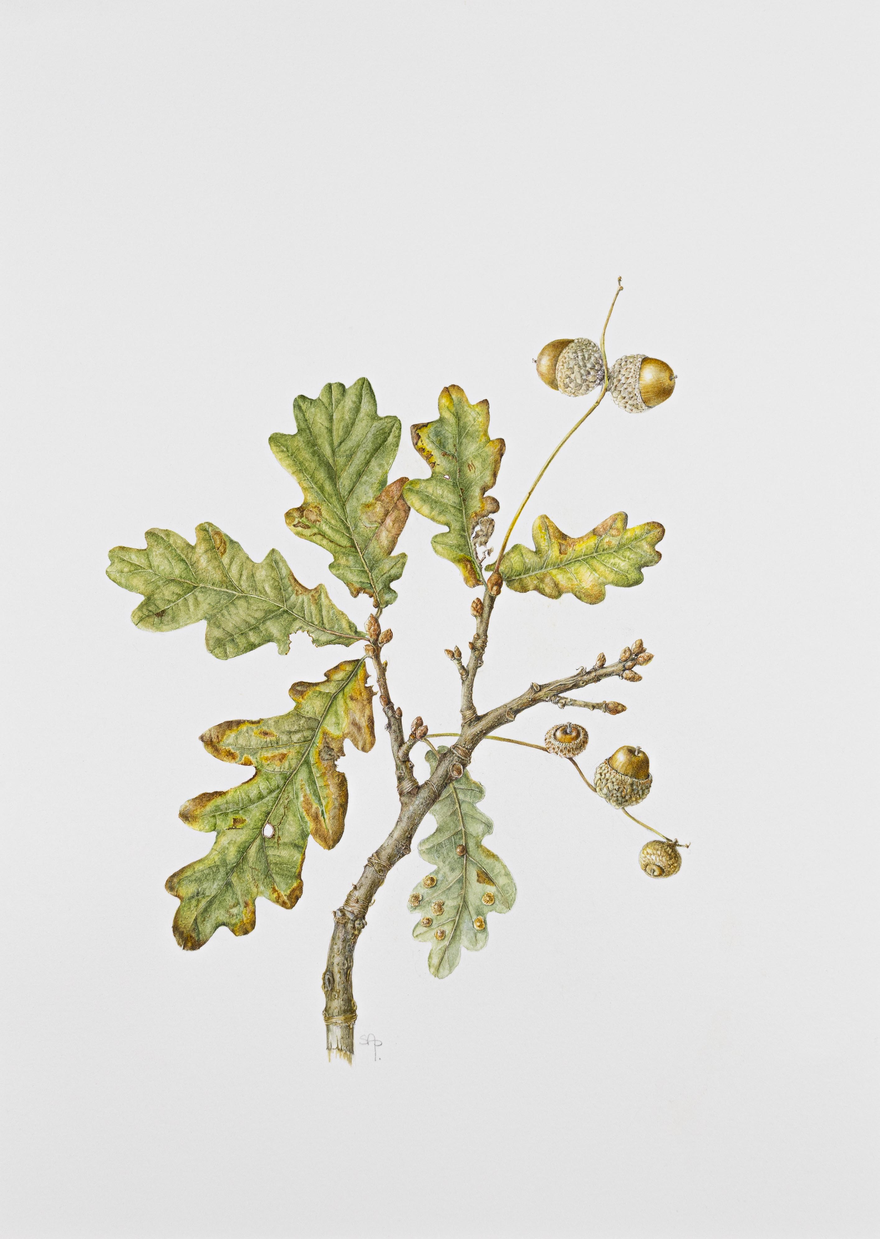 Quercus robur