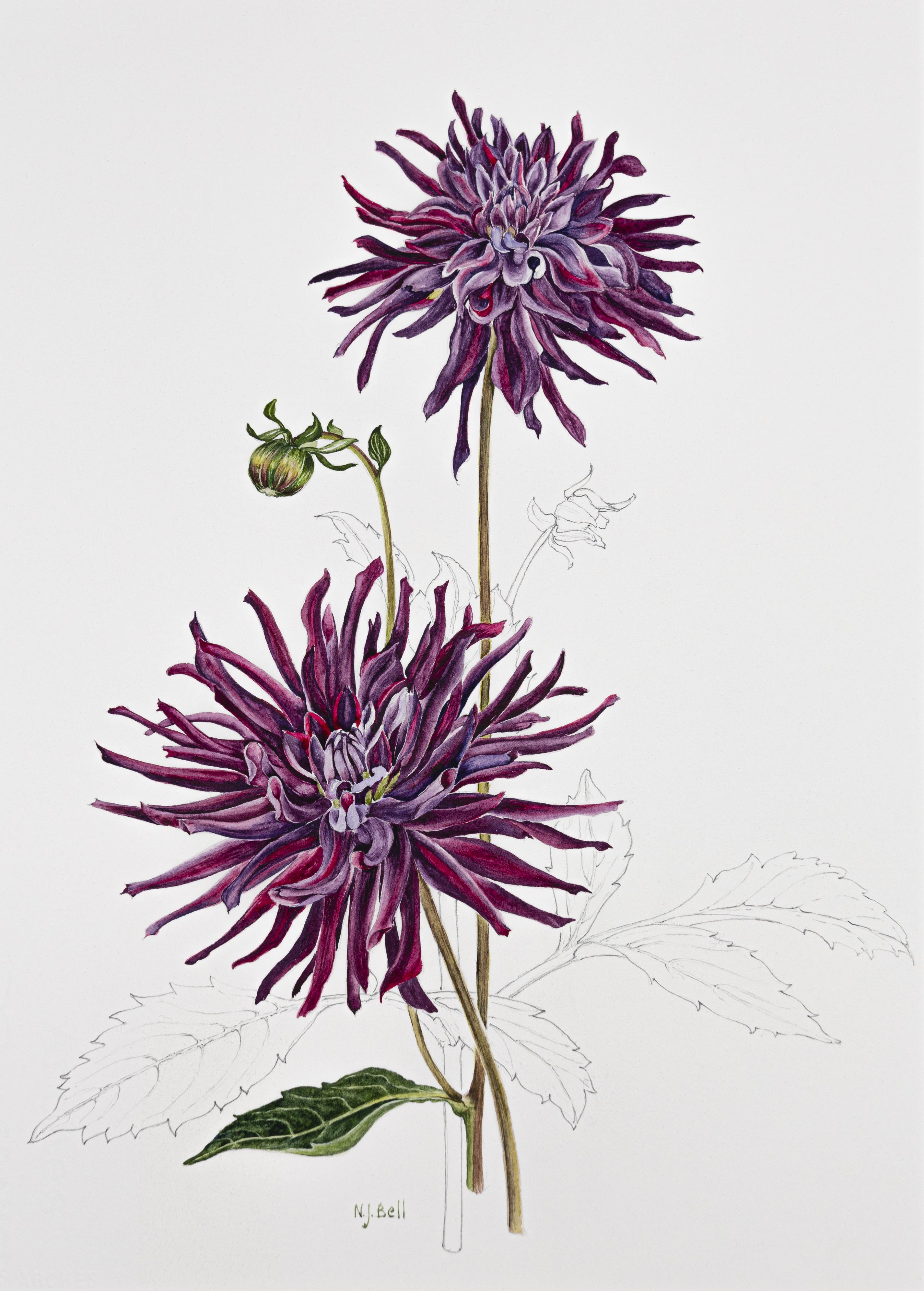 Dahlia 'Black Wizard'