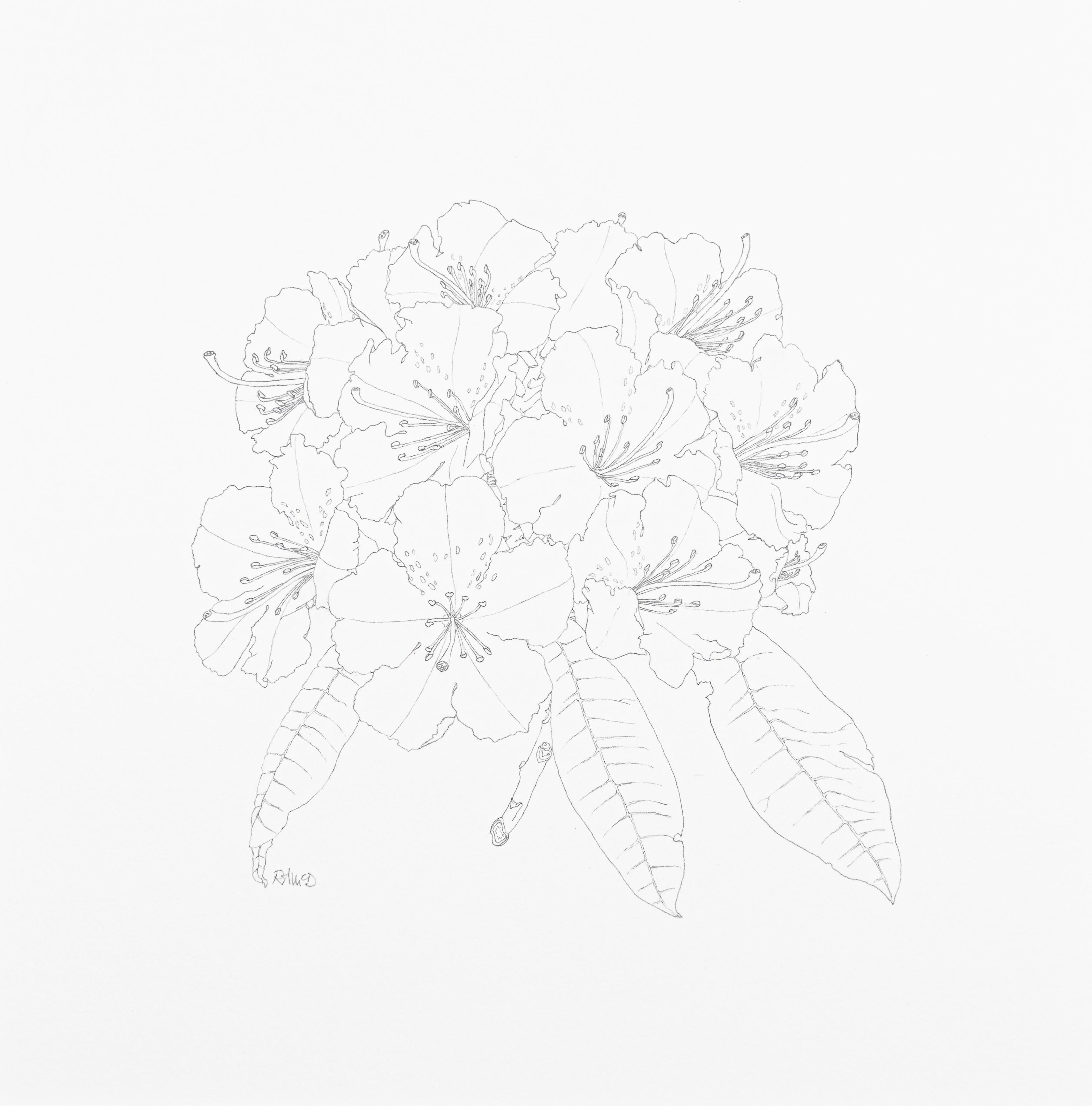 Rhododendron