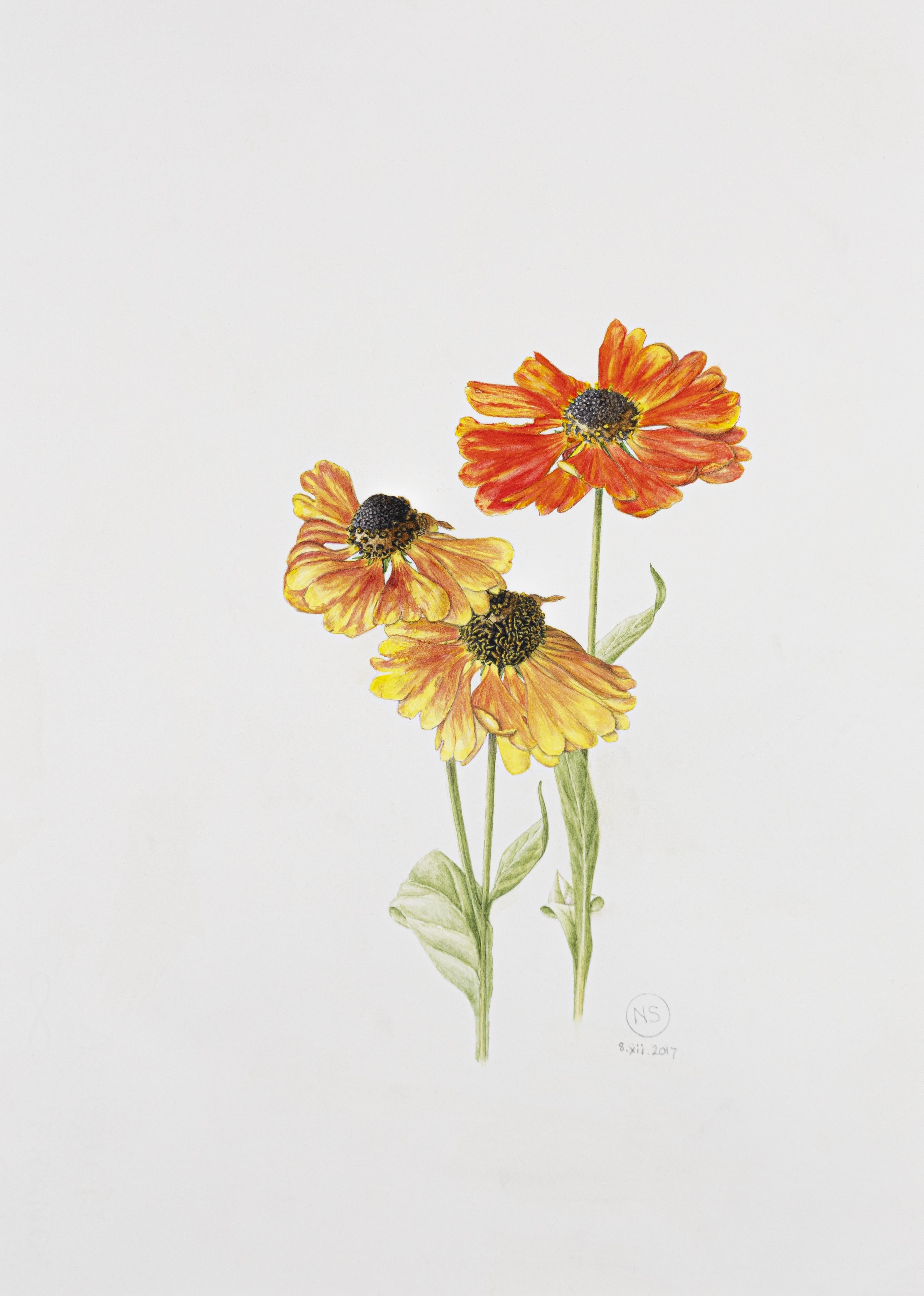 Helenium
