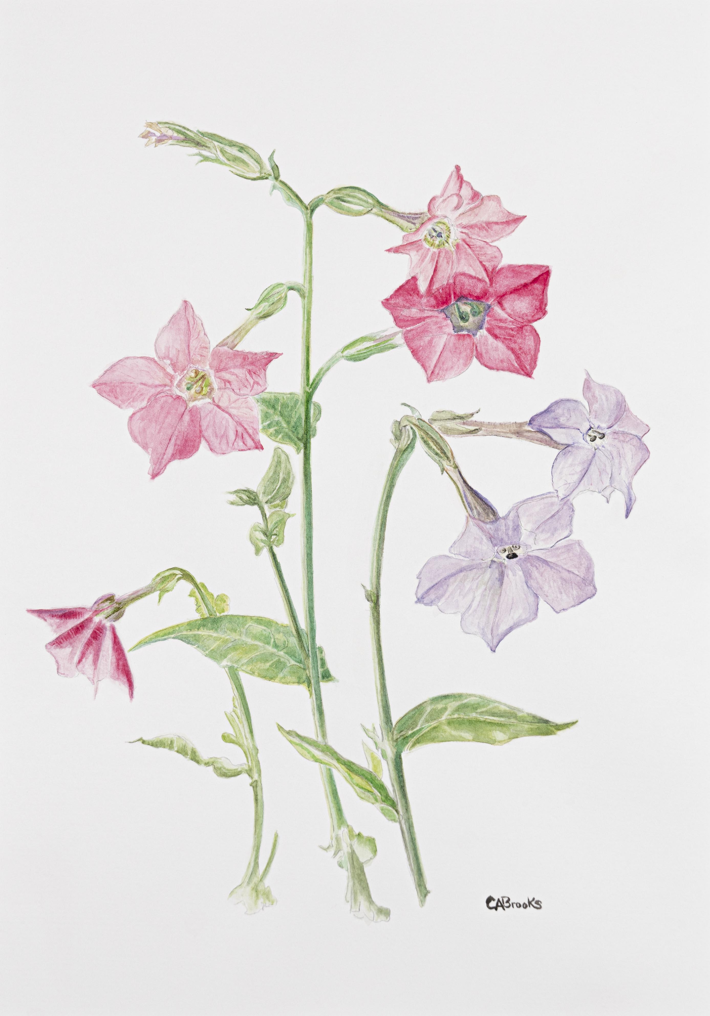 Nicotiana