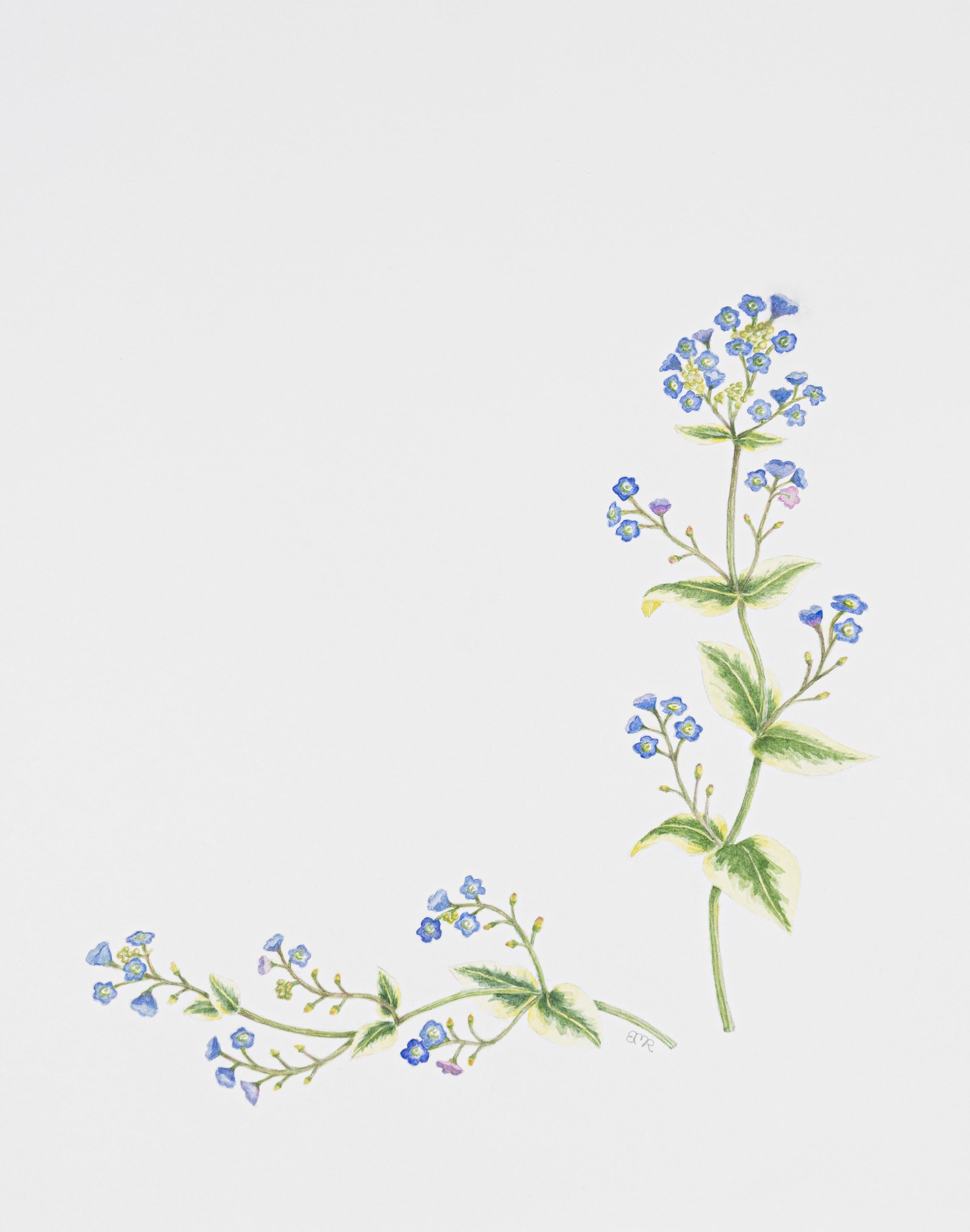 Brunnera macrophylla 'variegata'