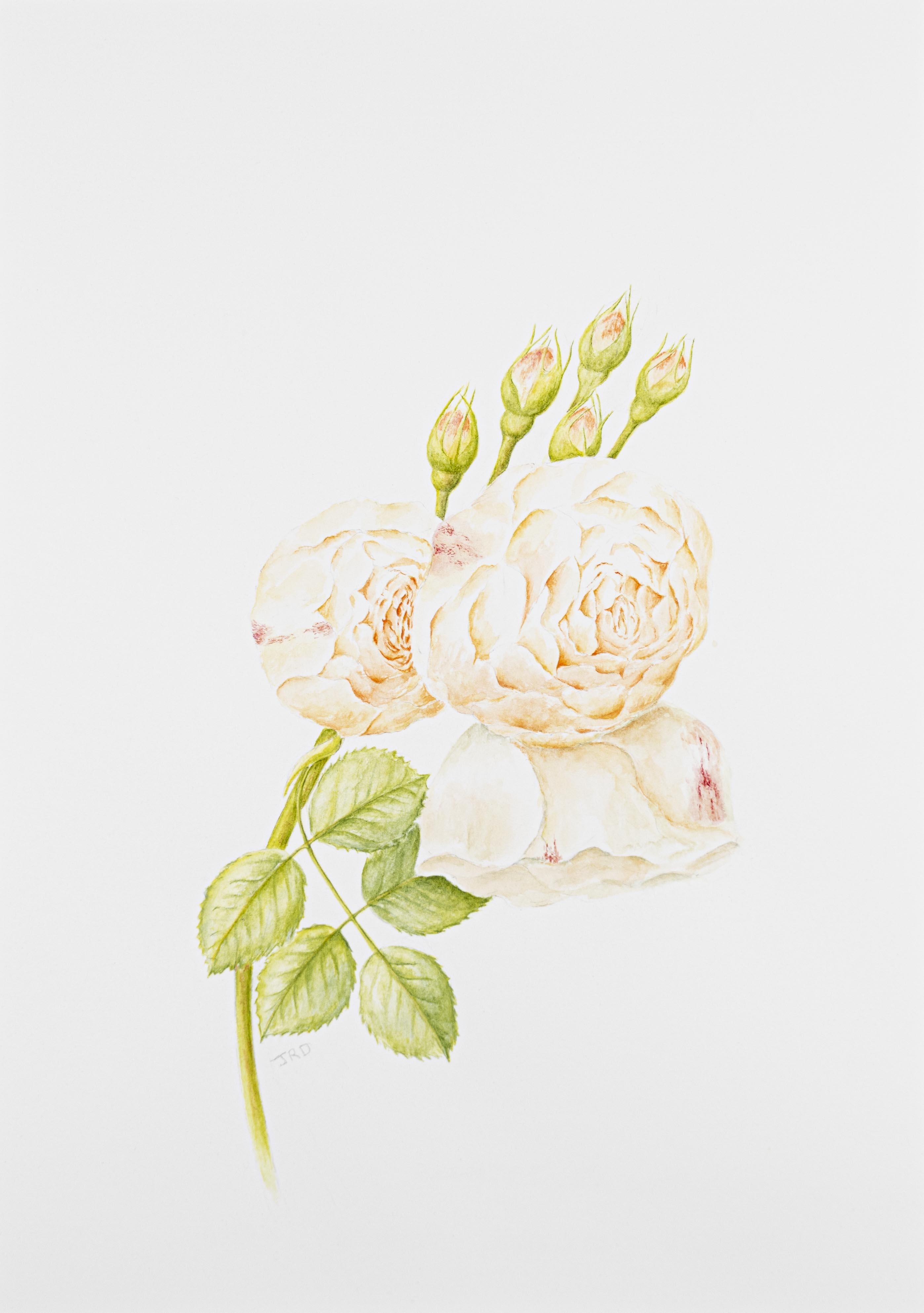 Rosa