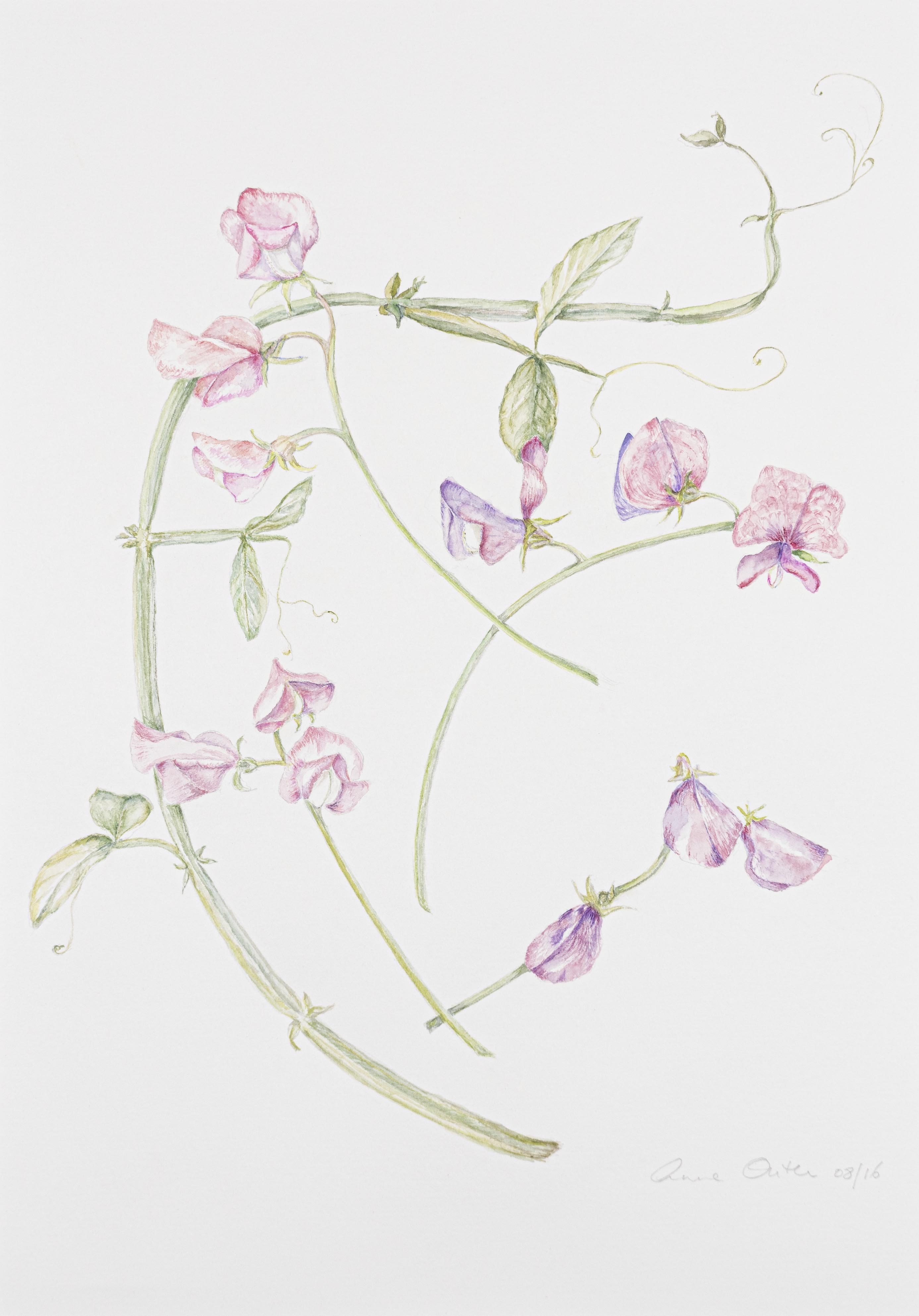 Lathyrus odoratus