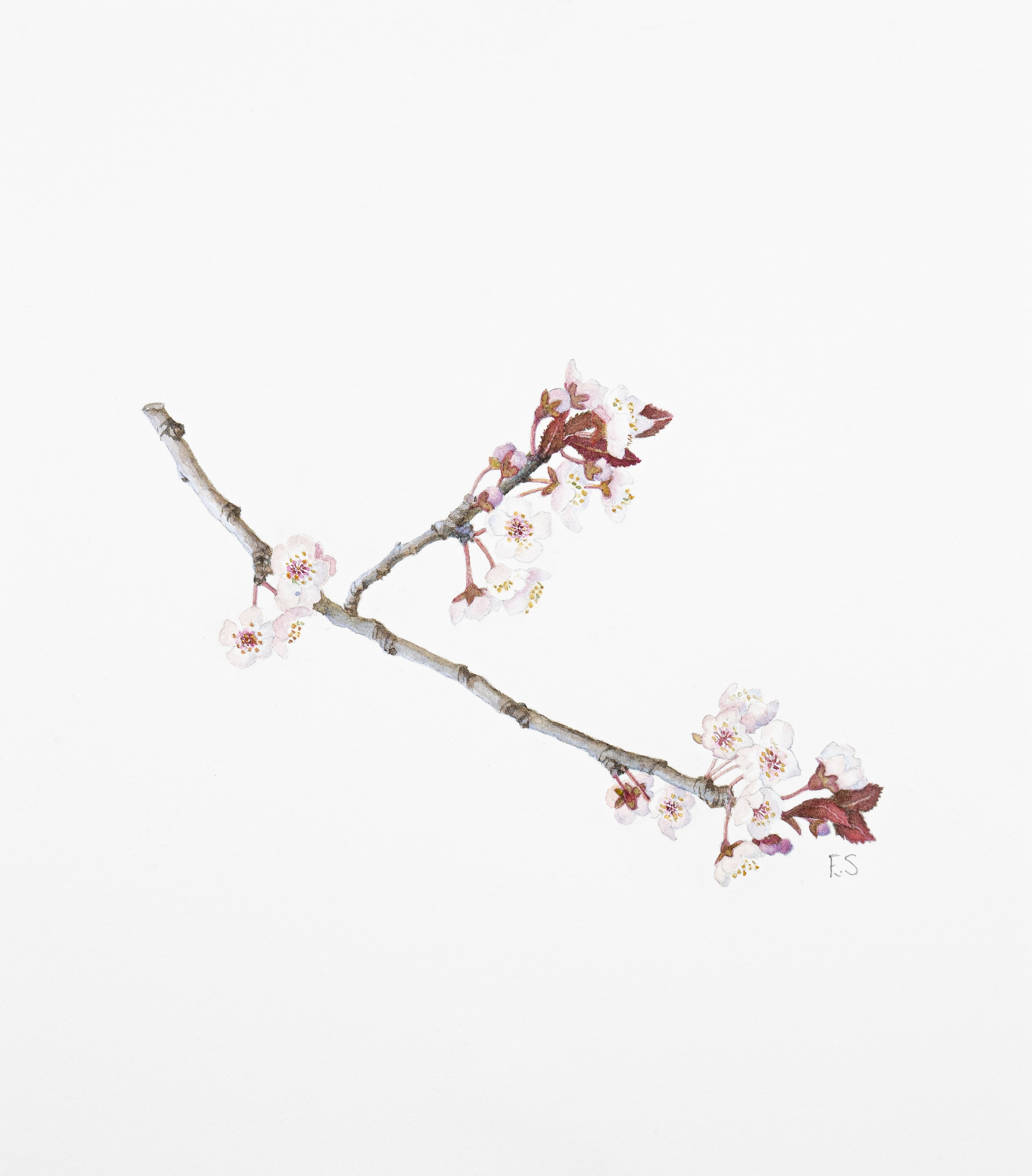Prunus