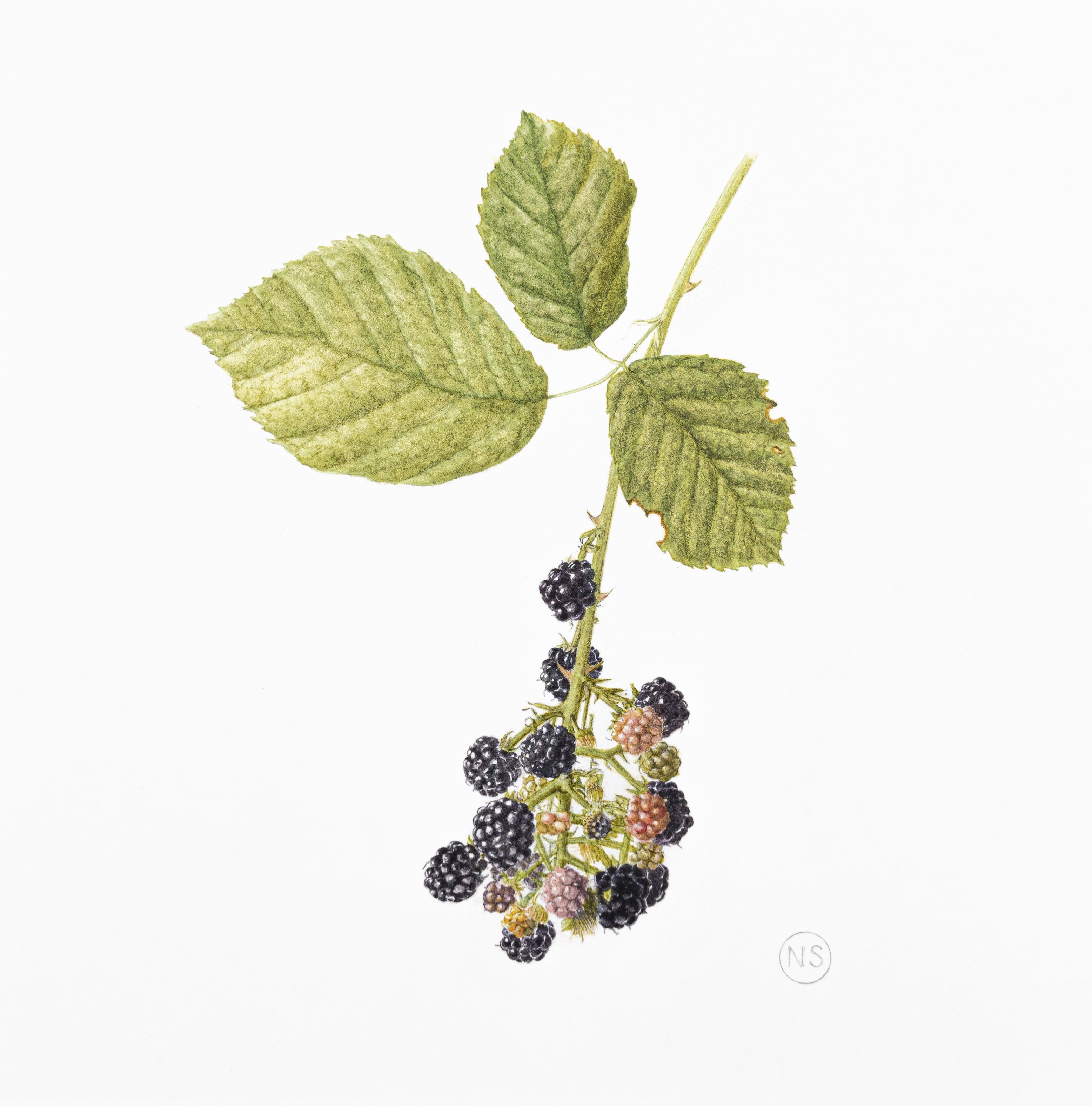 Rubus fruticosus agg.