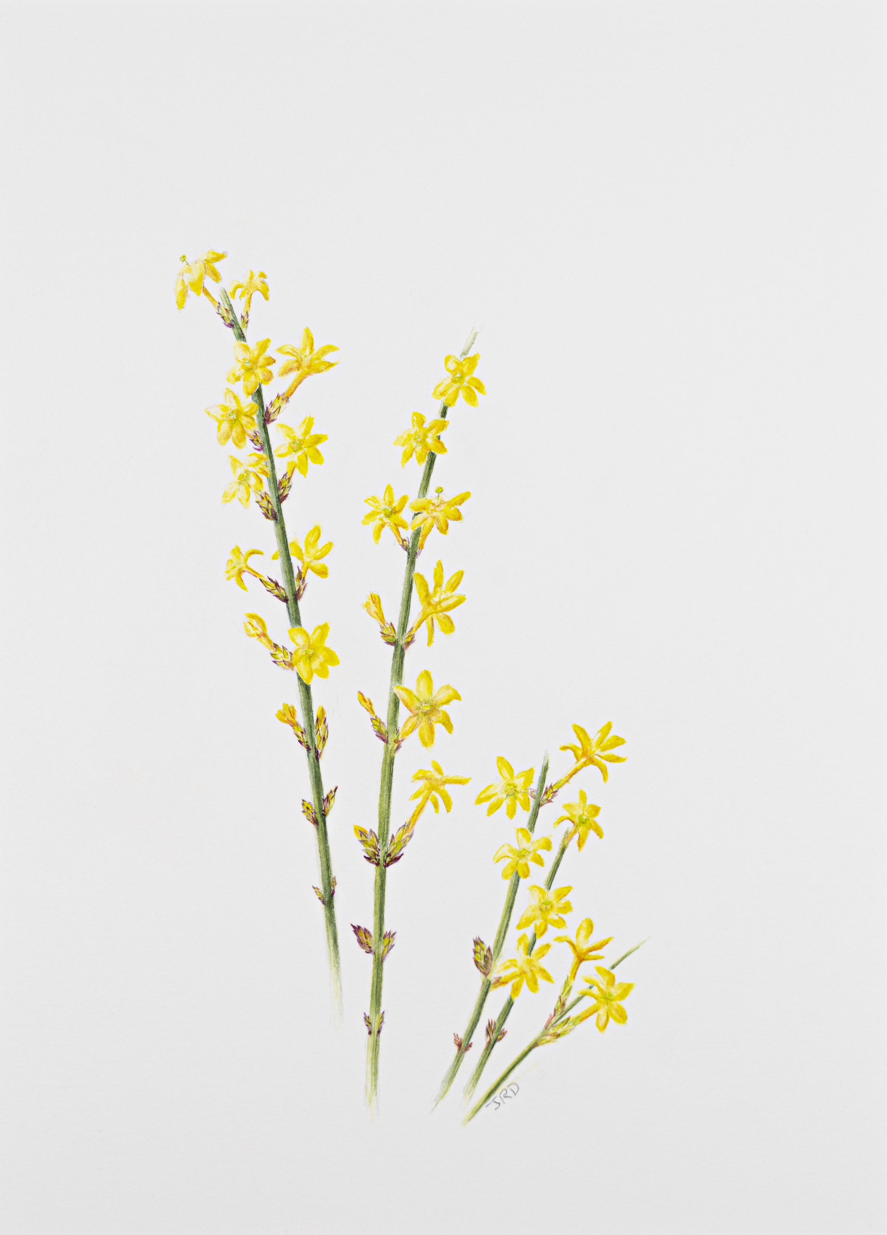 Jasmine nudiflorum