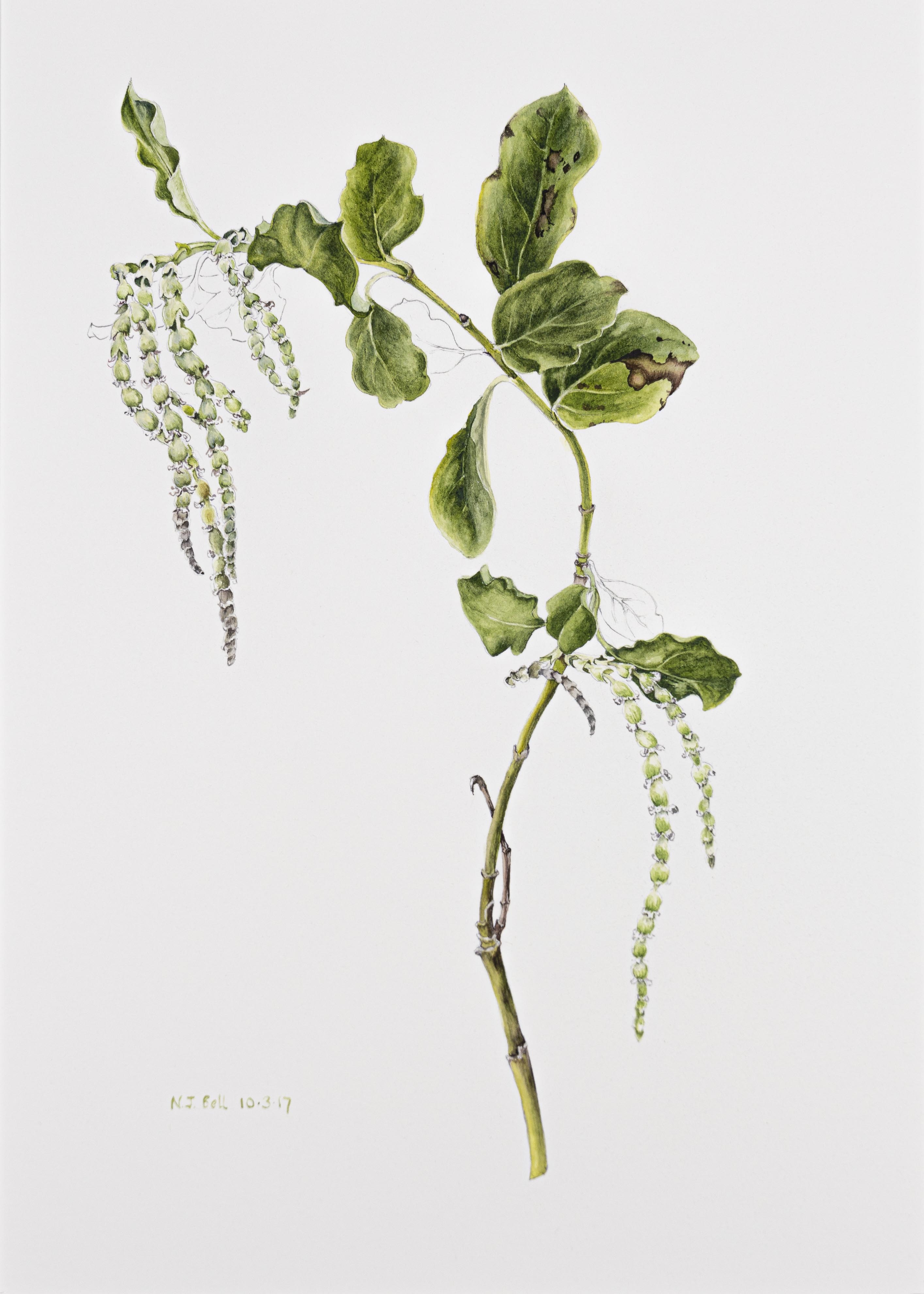 Garrya elliptica