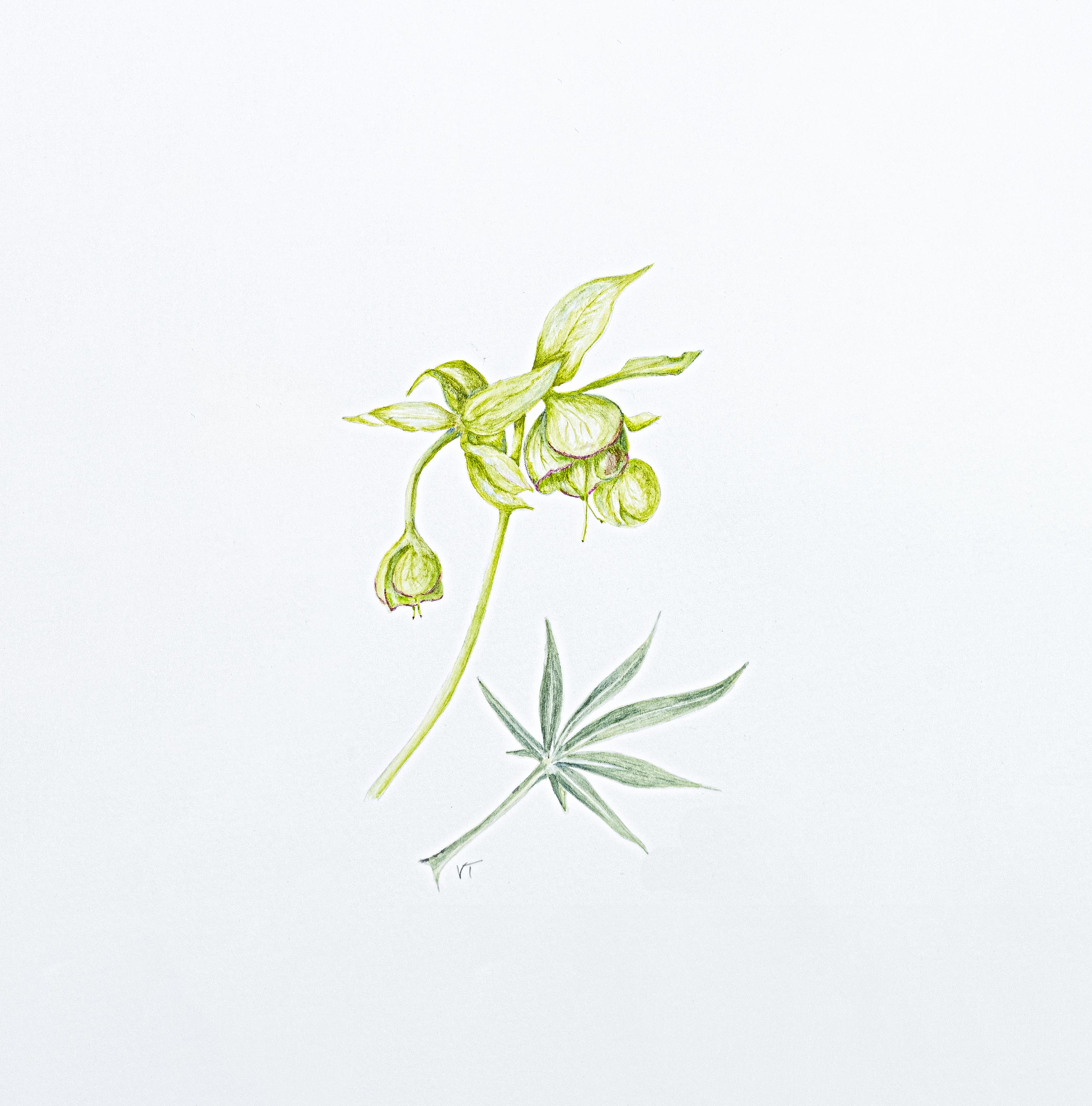 Helleborus foetidus