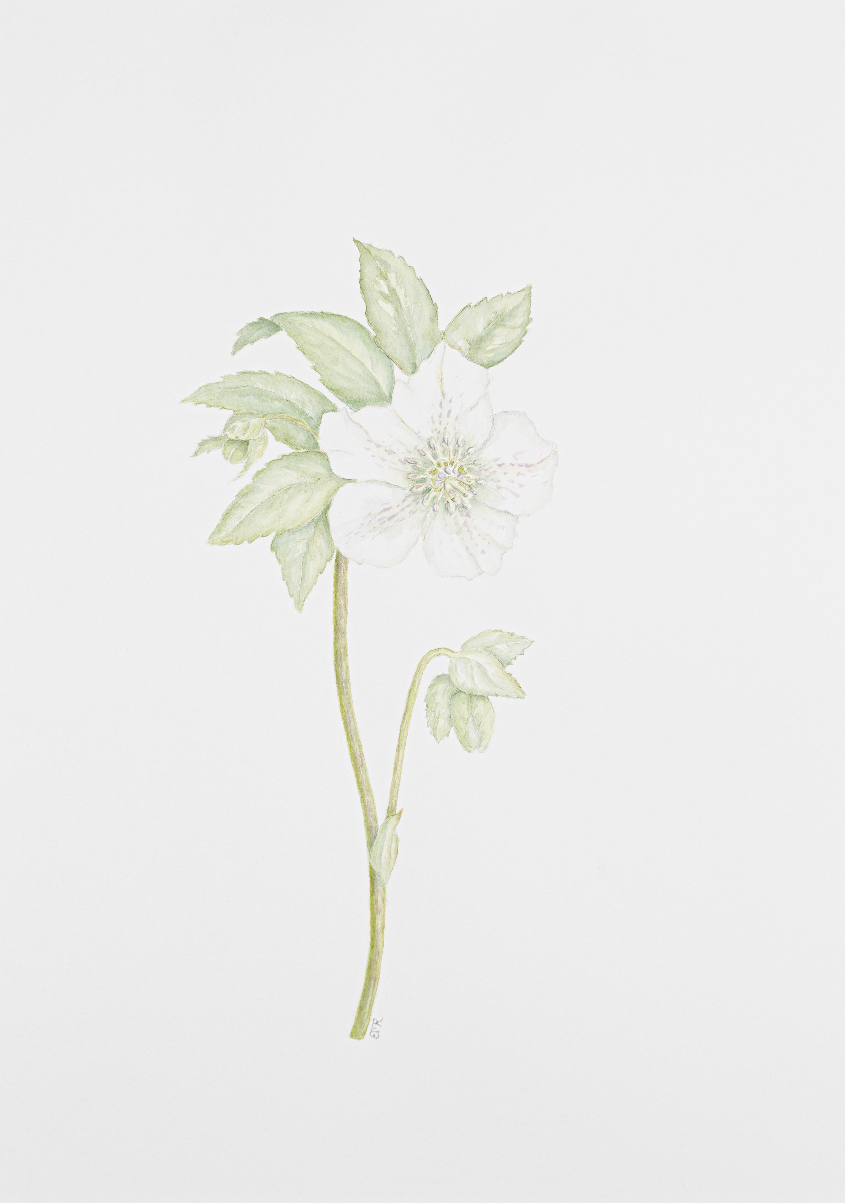 Hellebore