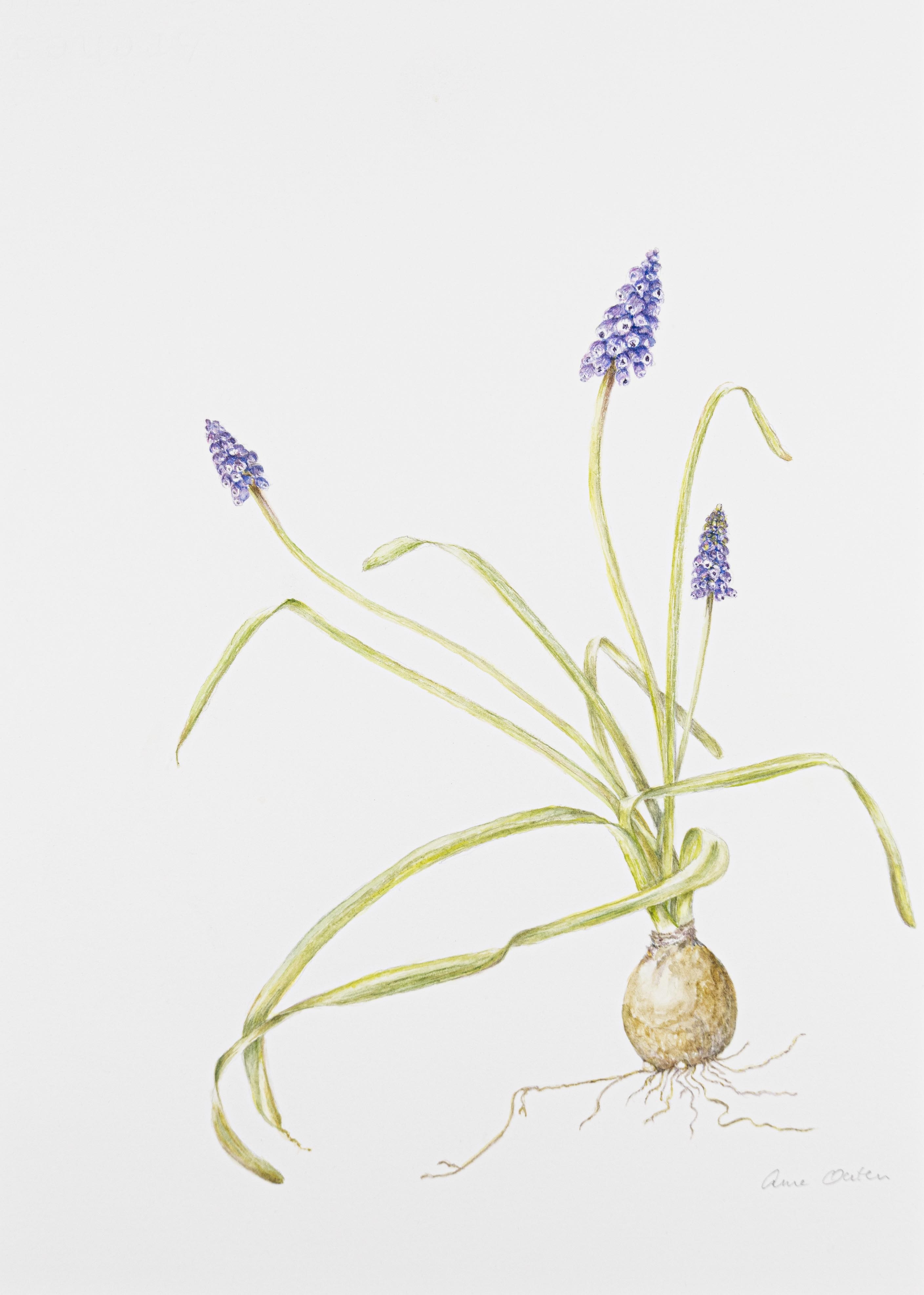 Muscari