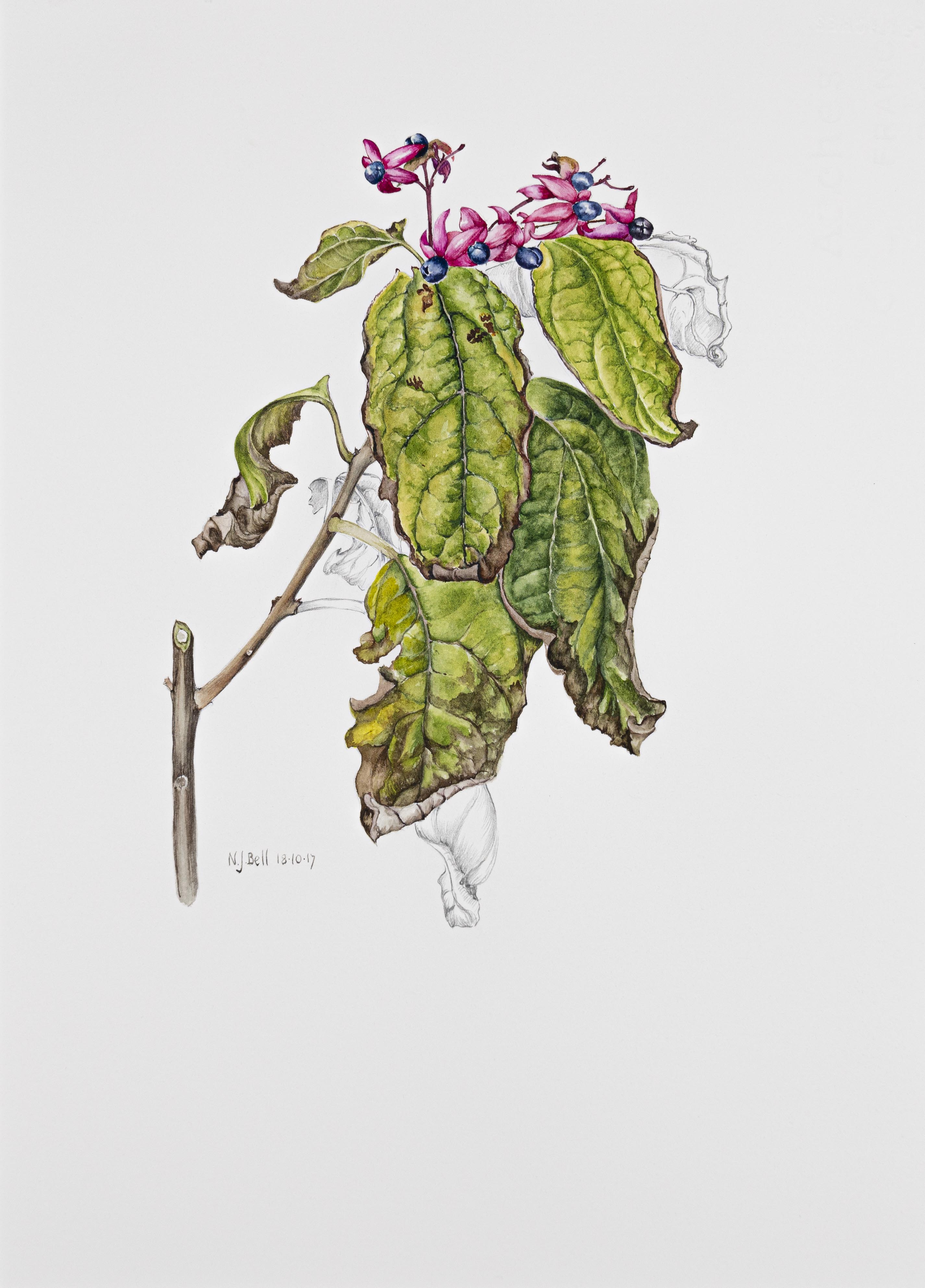 Clerodendrum trichotomum