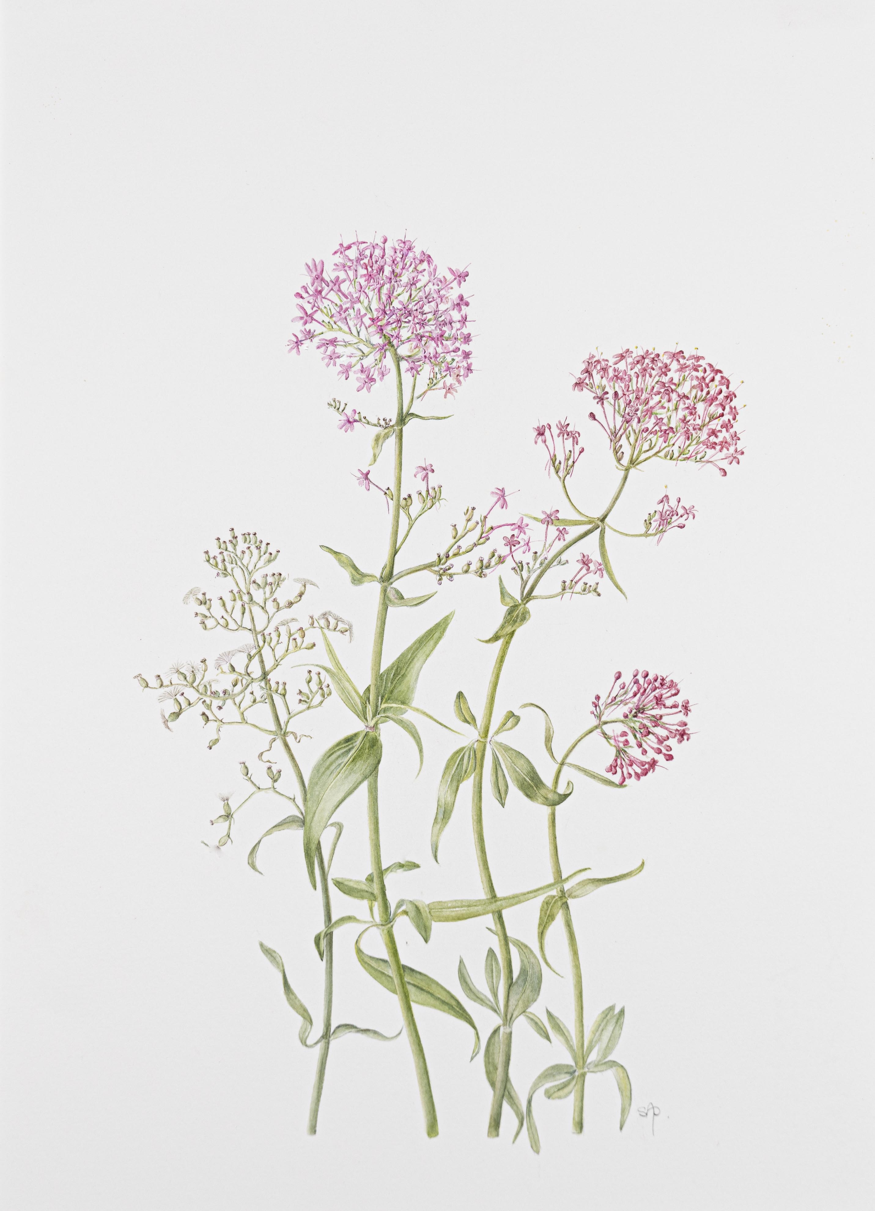 Centranthus ruber