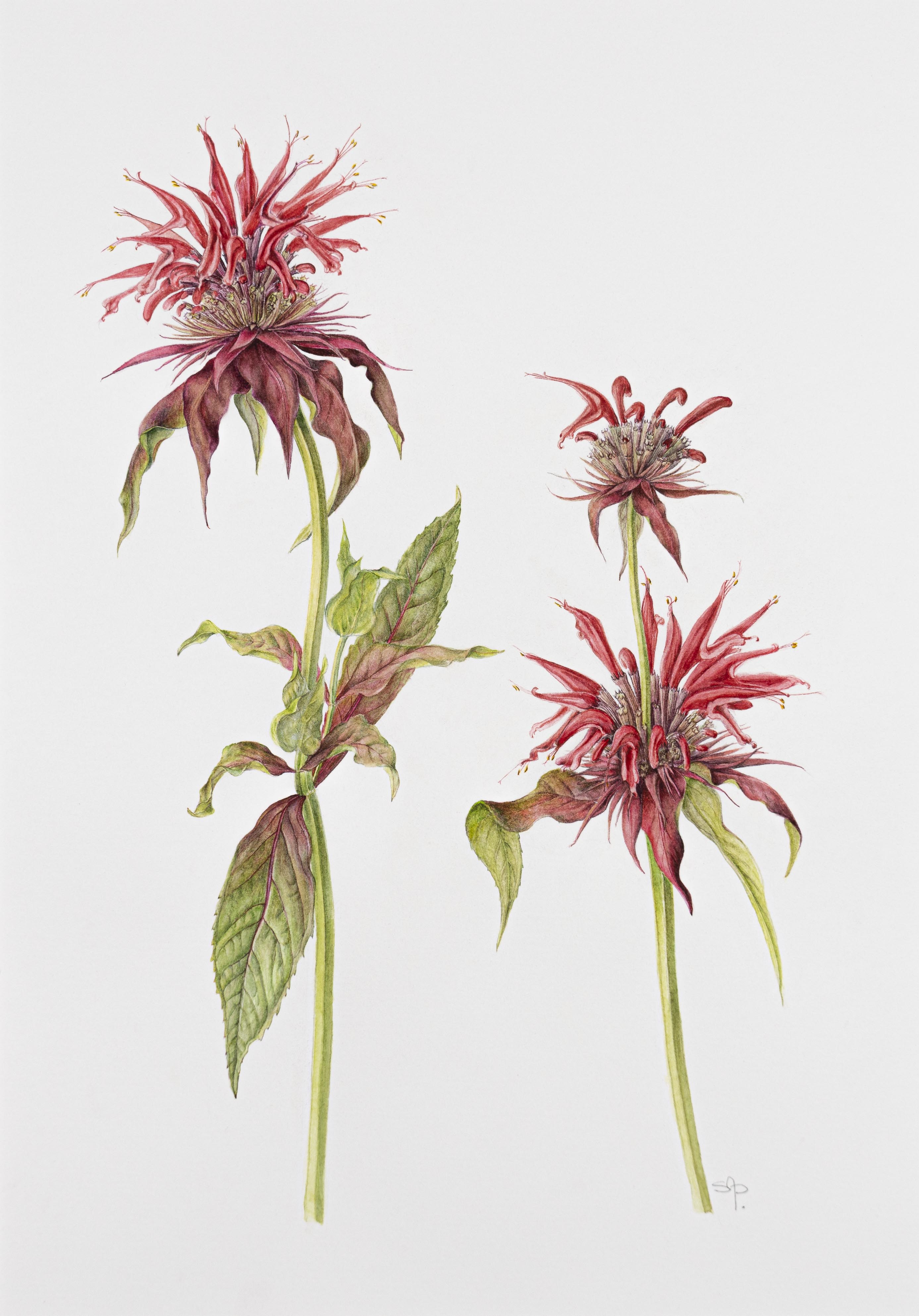 Monarda