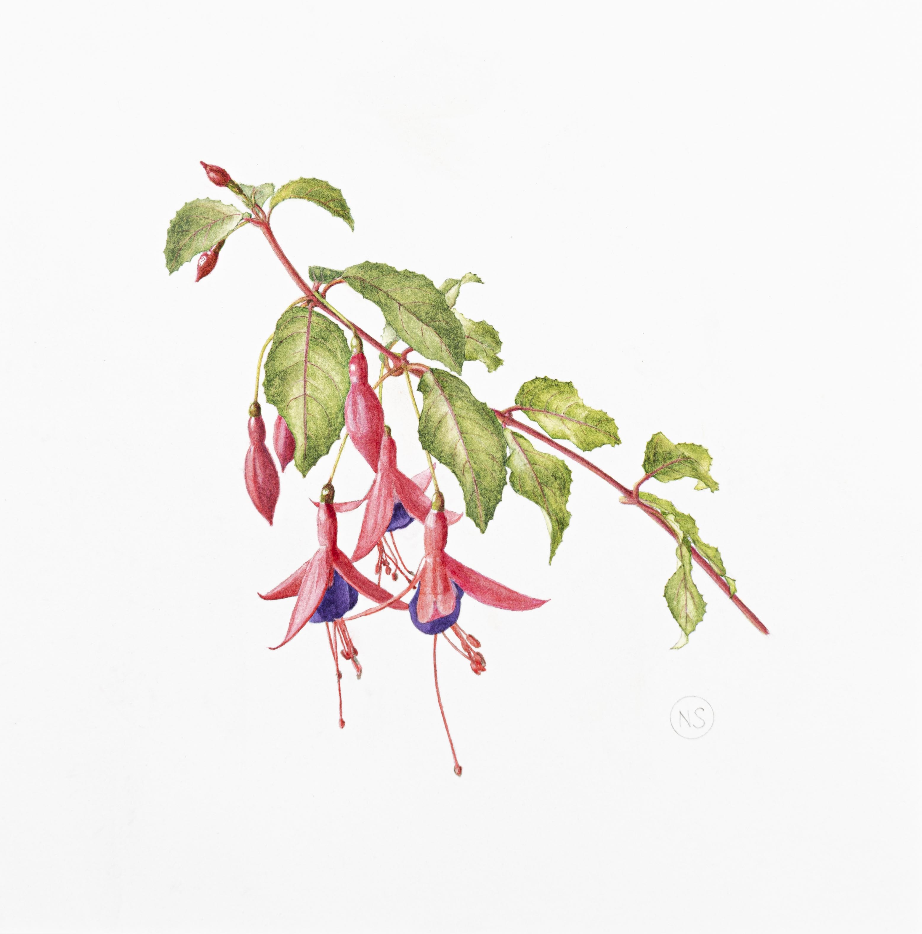 Fuchsia