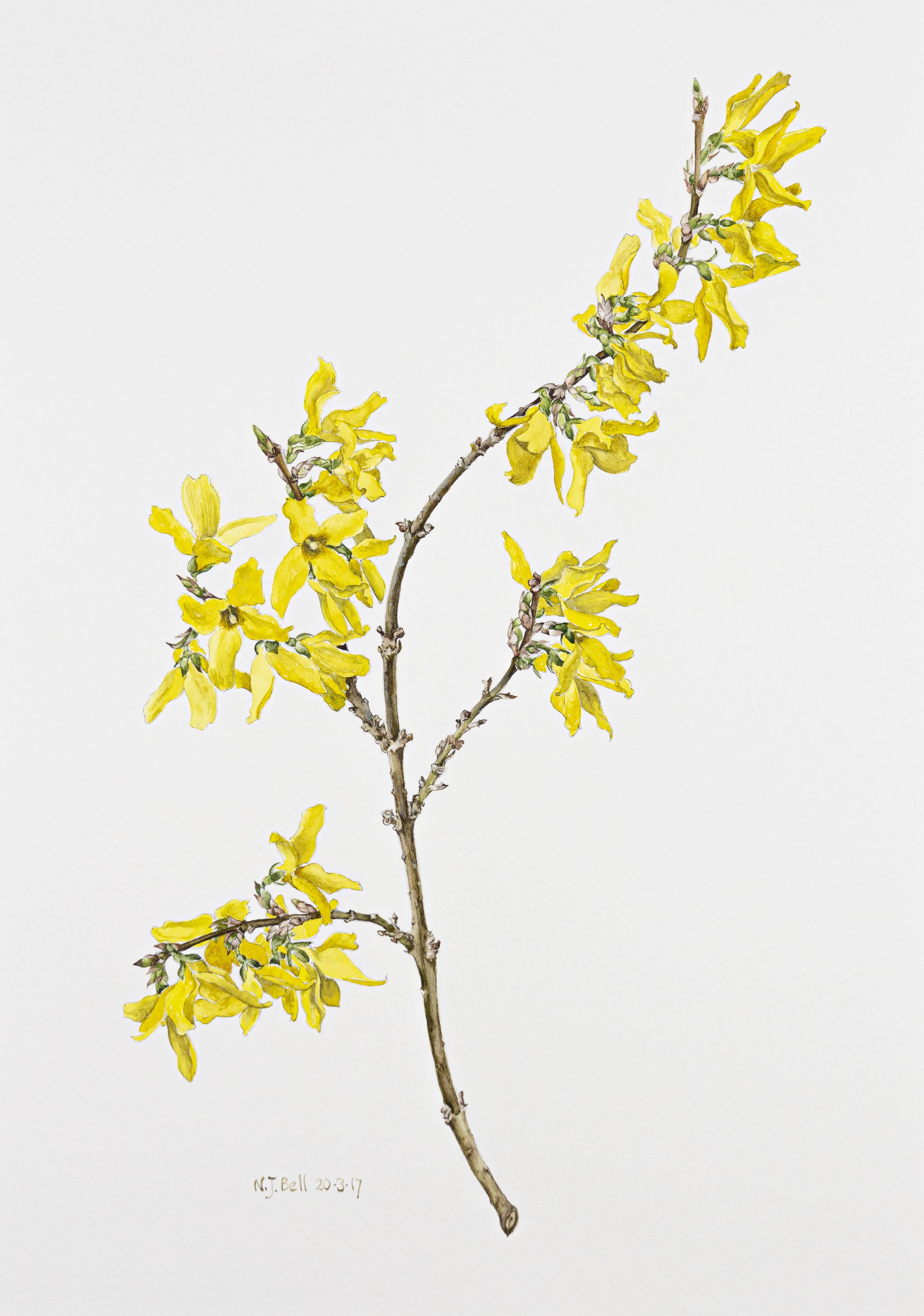 Forsythia