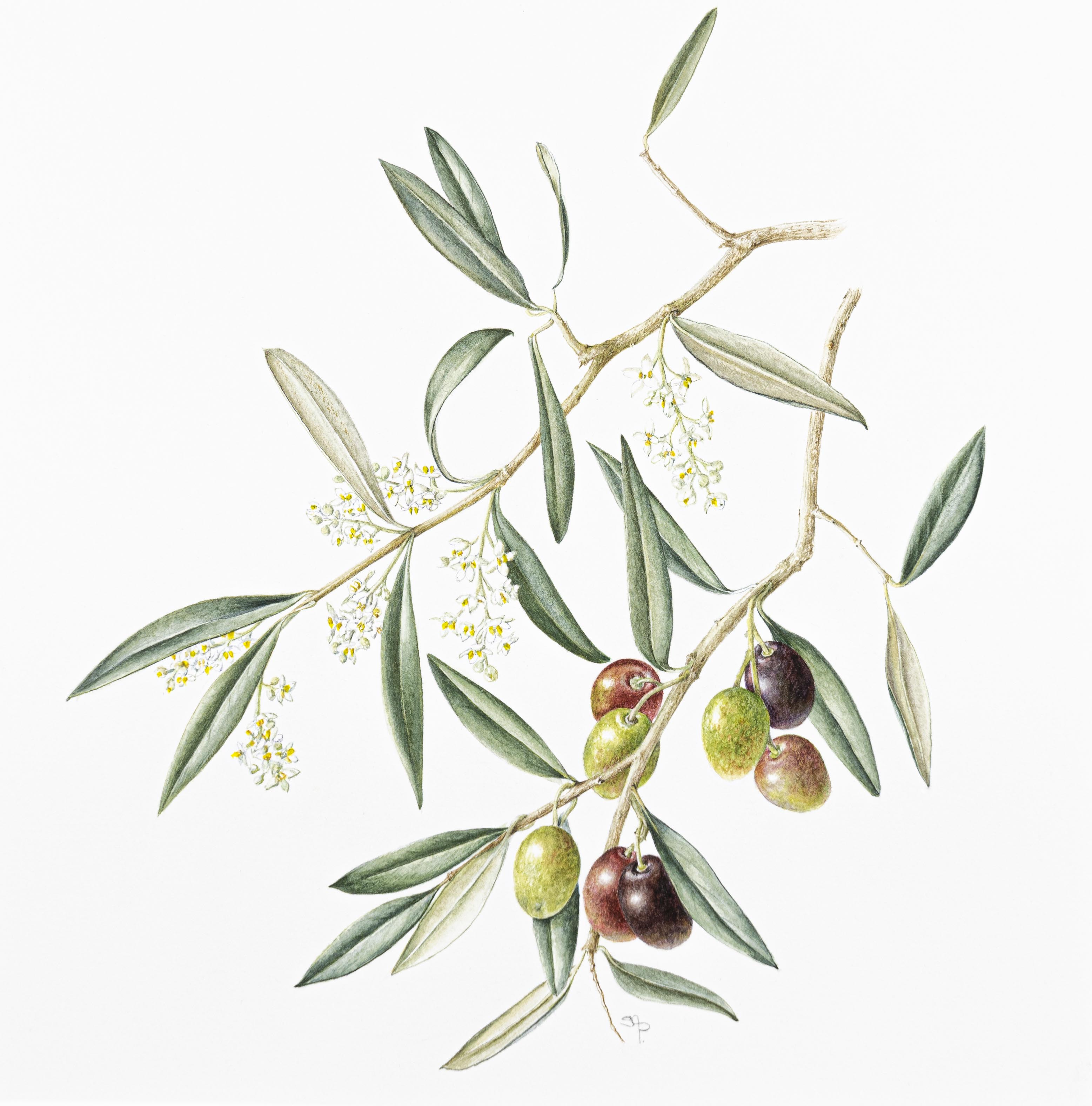 Olea europea
