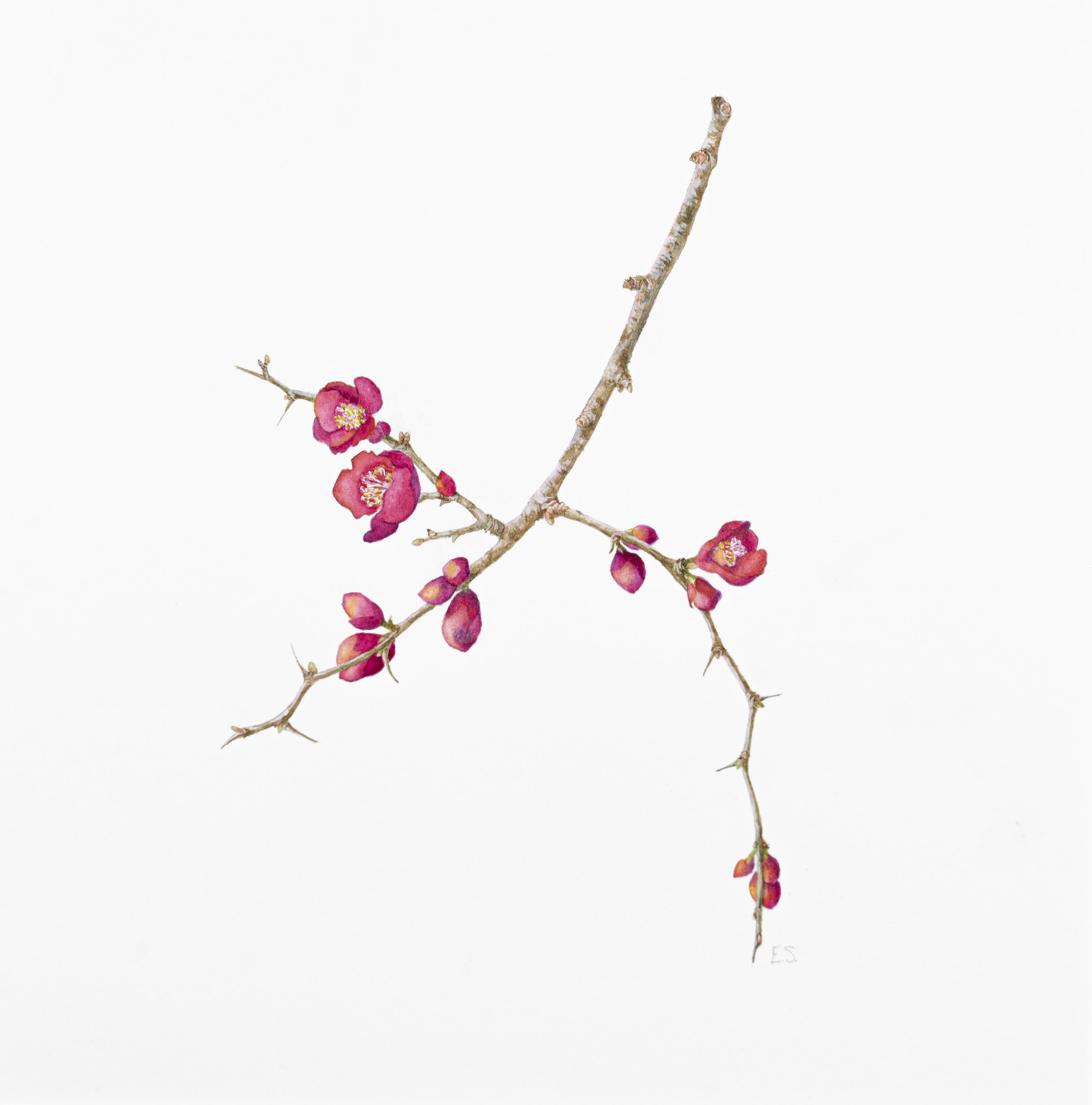Chaenomeles japonica