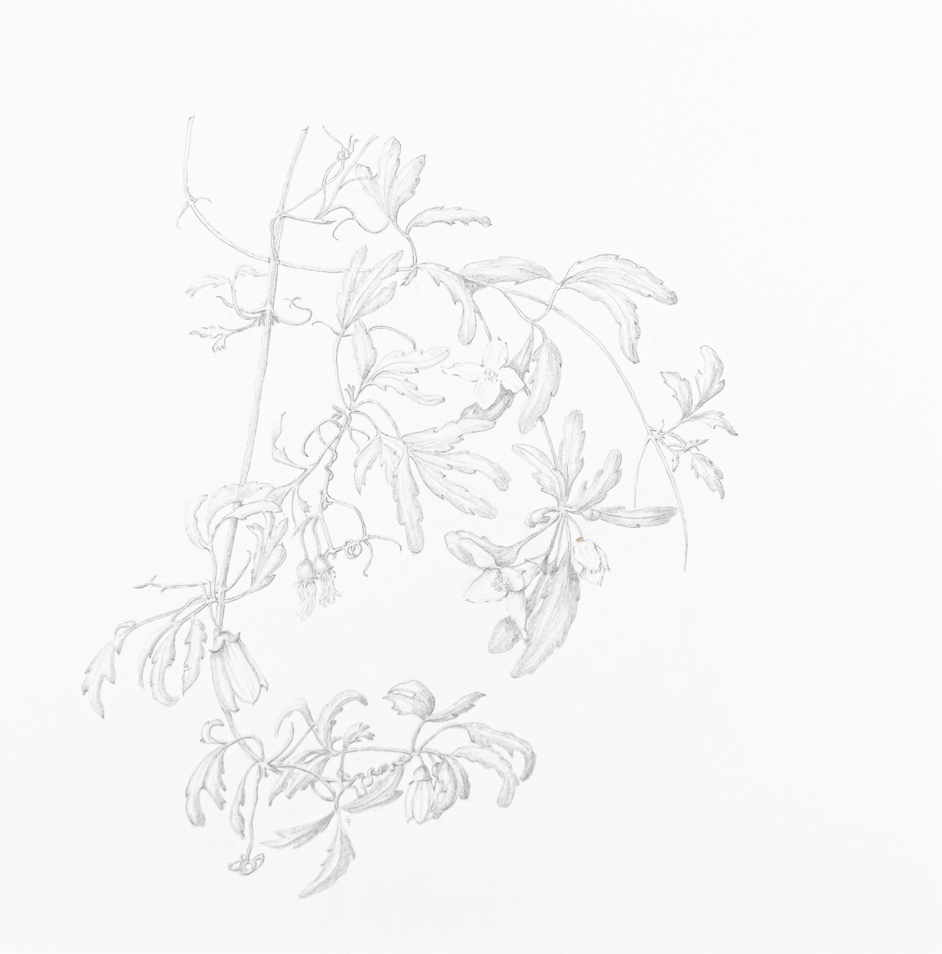 Clematis cirrhosa