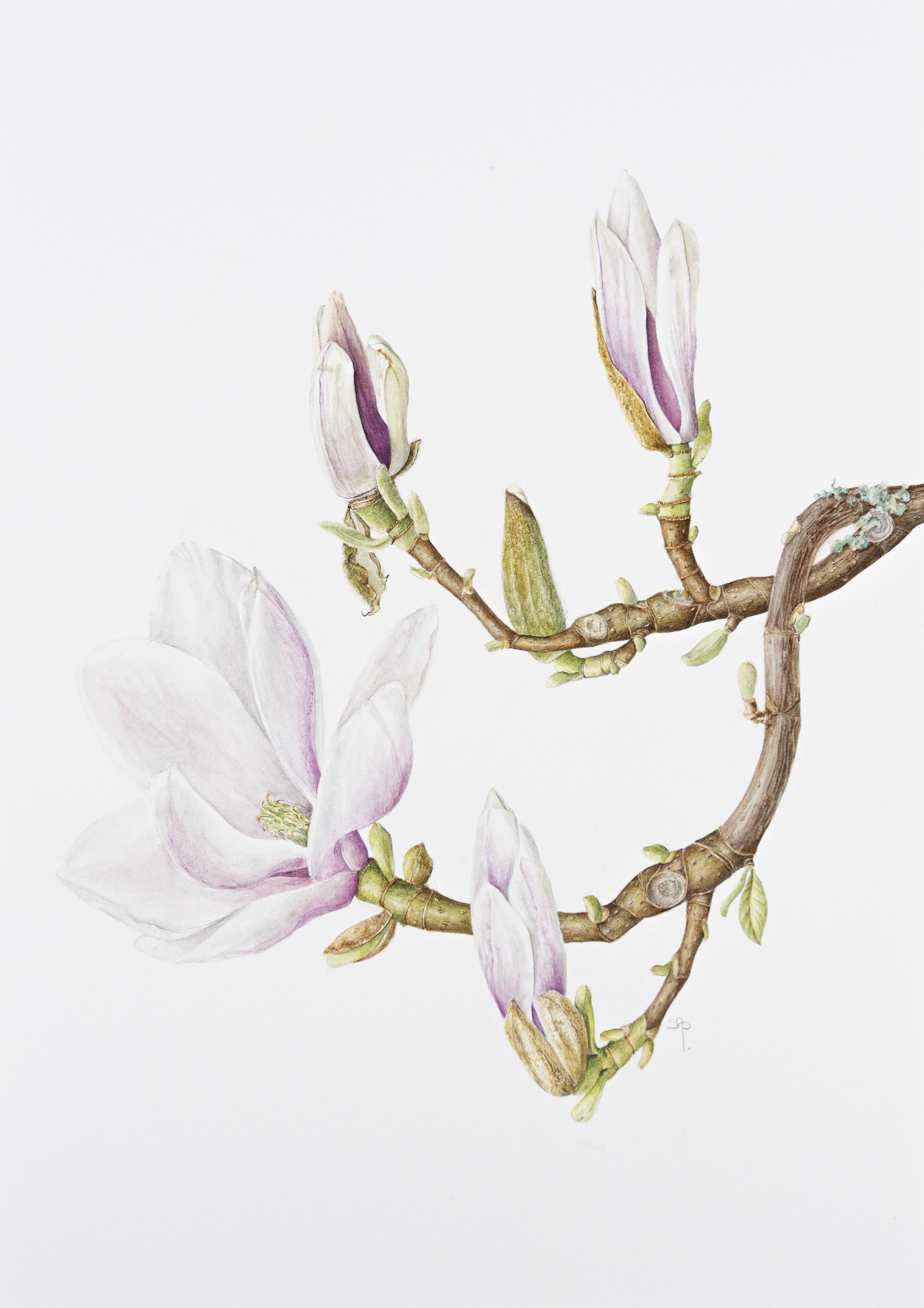 Magnolia x soulangeana
