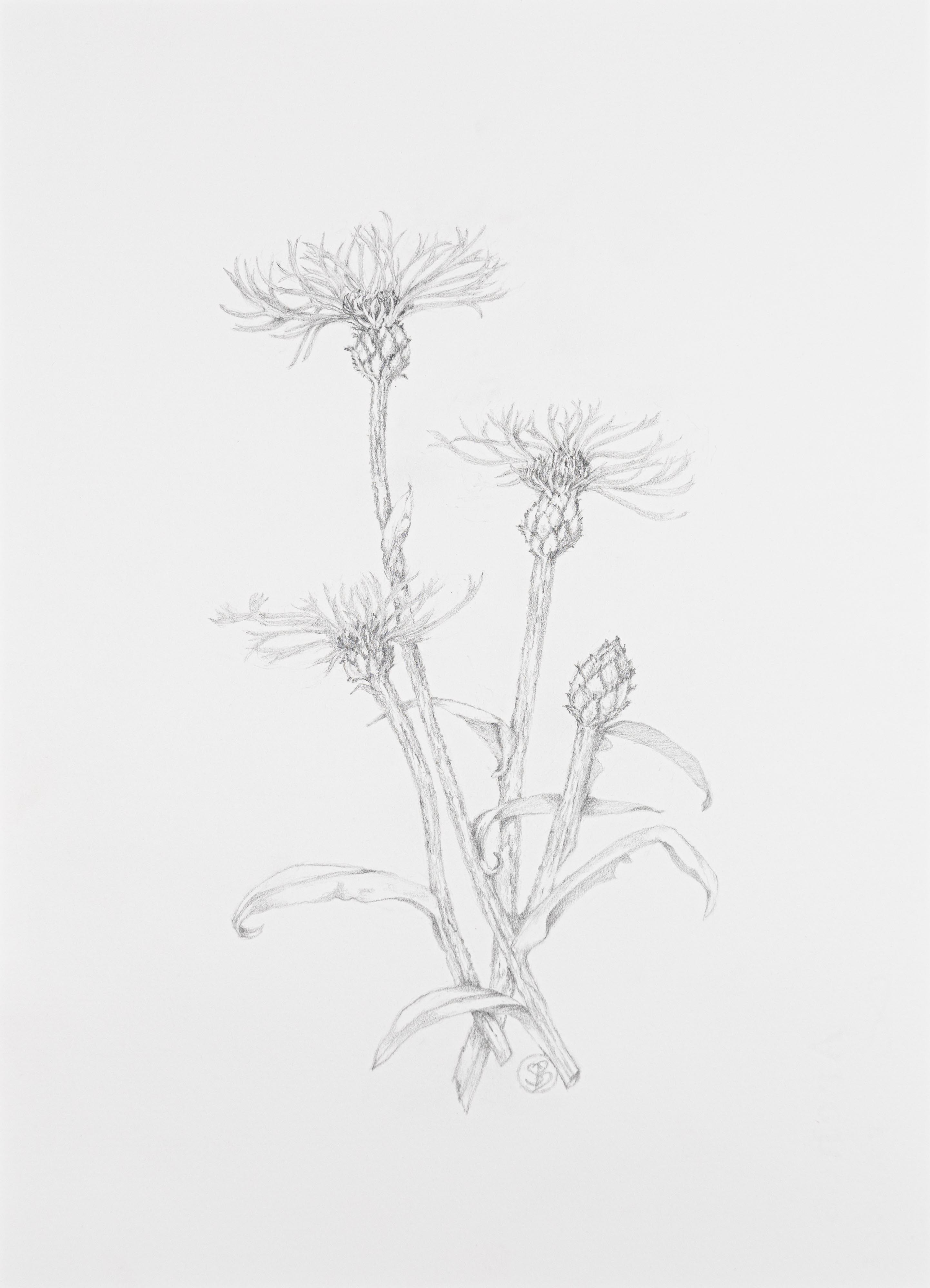 Centaurea montana