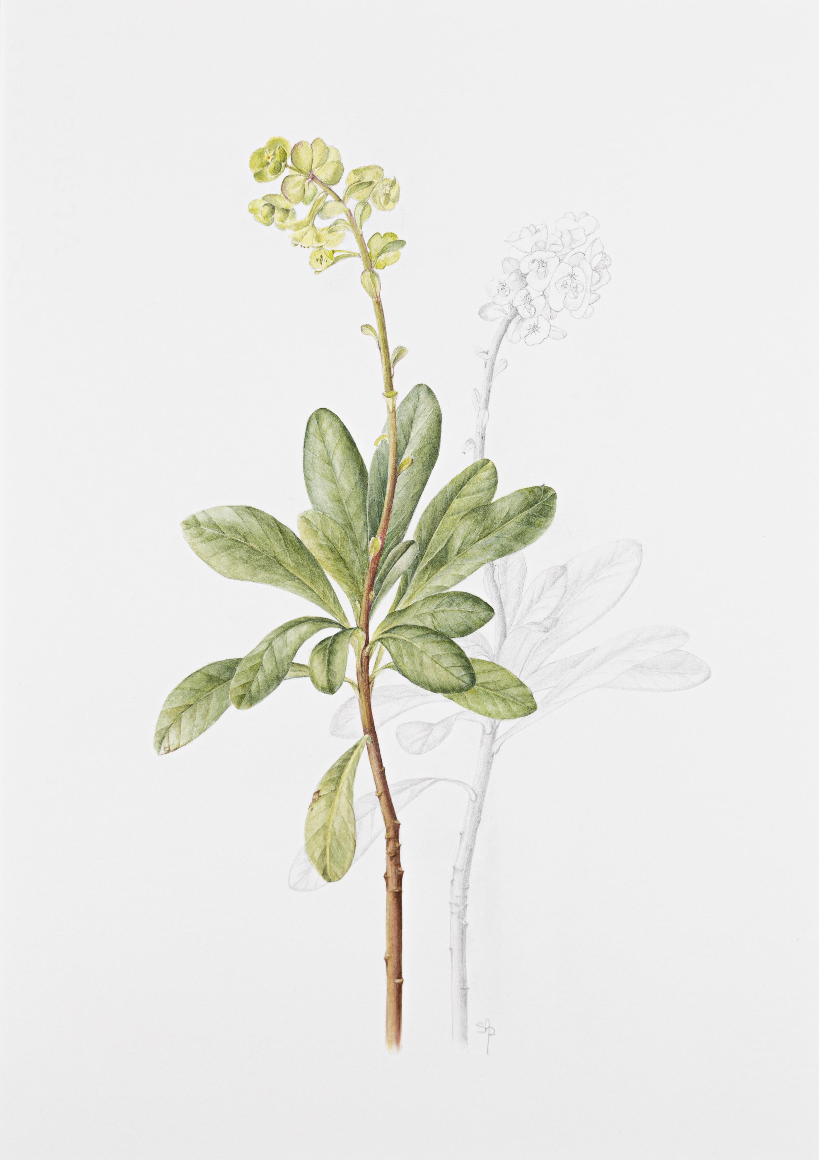 Euphorbia amygdaloides
