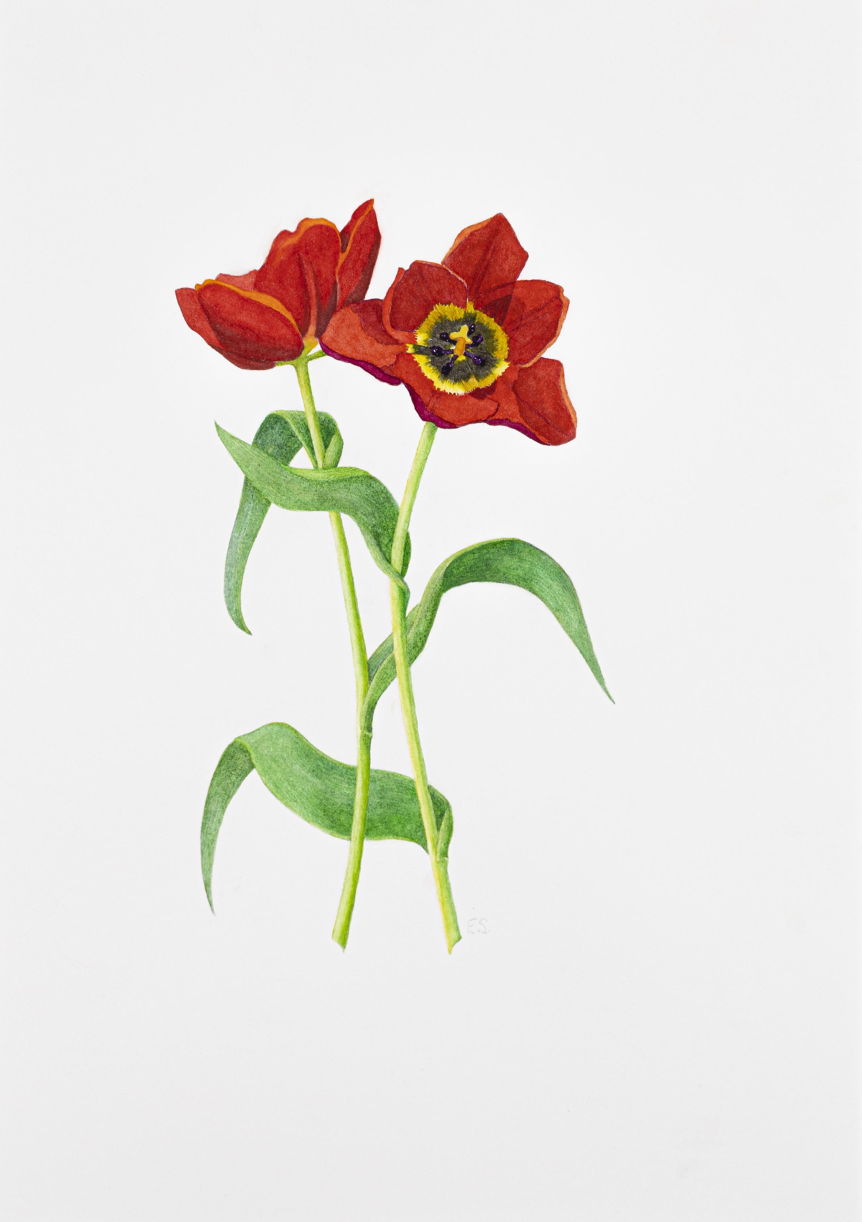 Tulipa