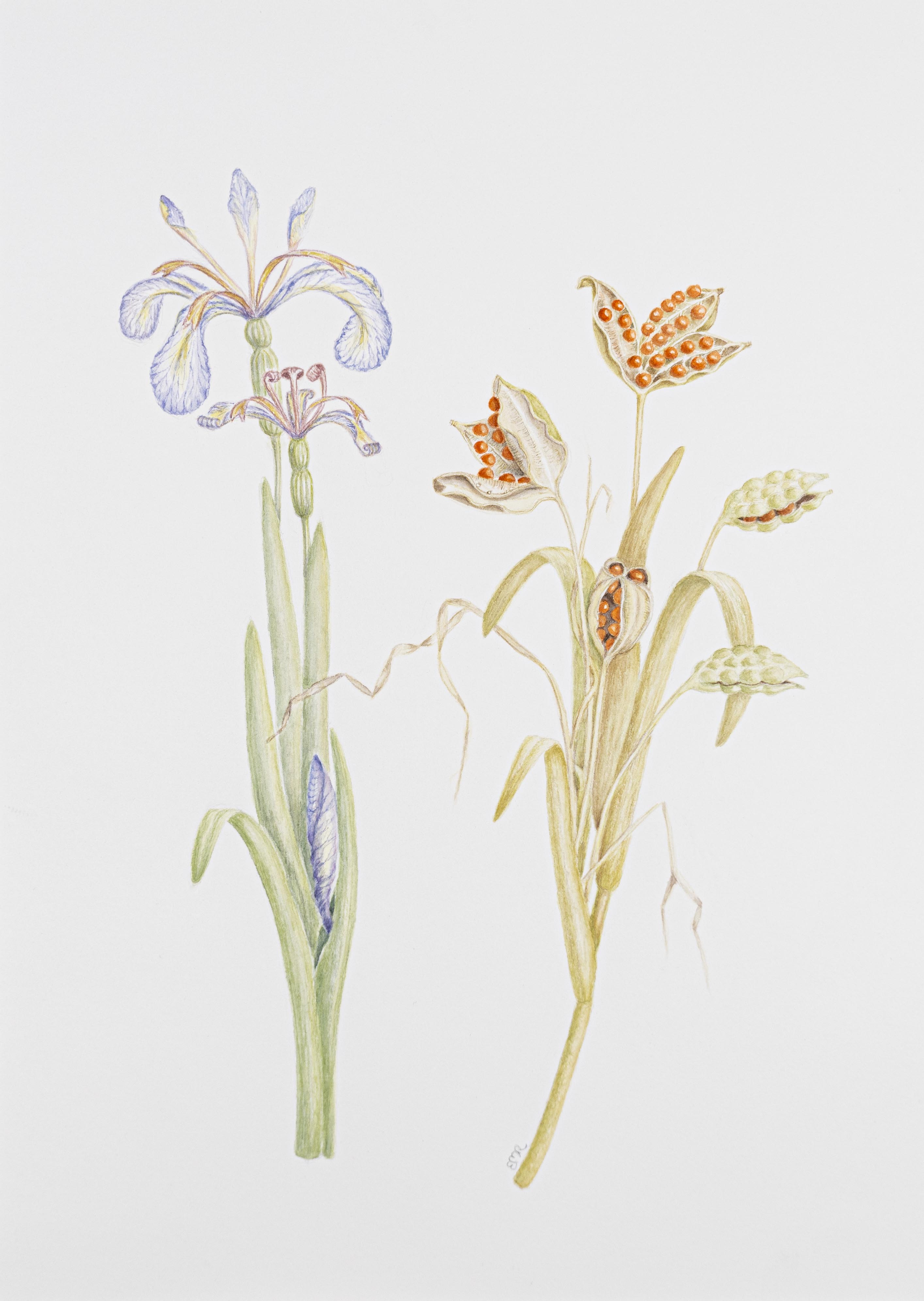 Iris foetidissima