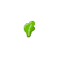 lettuce
