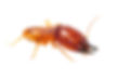 Termite Control