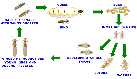 termite life cycle