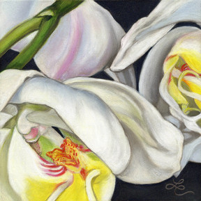 Orchidity