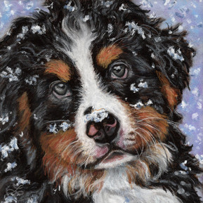Baby Snow Bernie