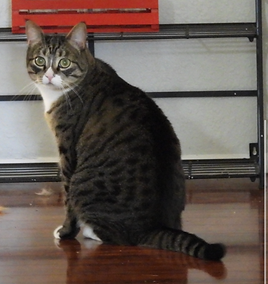 Screenshot 2023-08-03 at 18.37.17.png