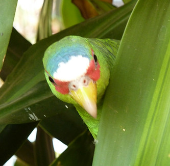 Perroquet dans le jardin de Tacacori Ecolodge