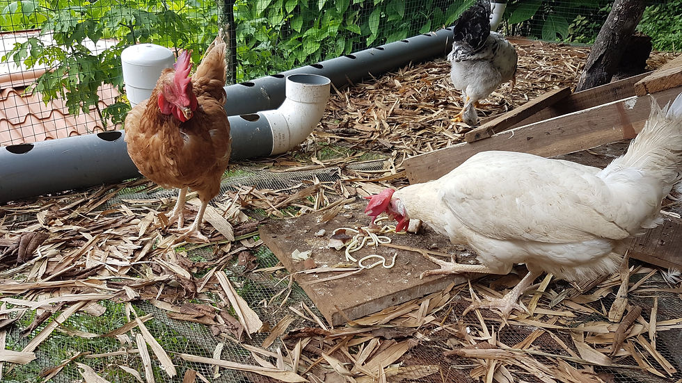 Une poule rousse et une poule blanche picorent
