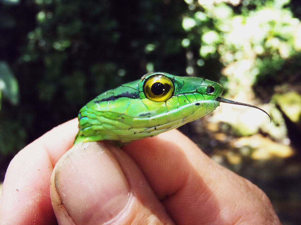 LA FAUNE AU COSTA RICA