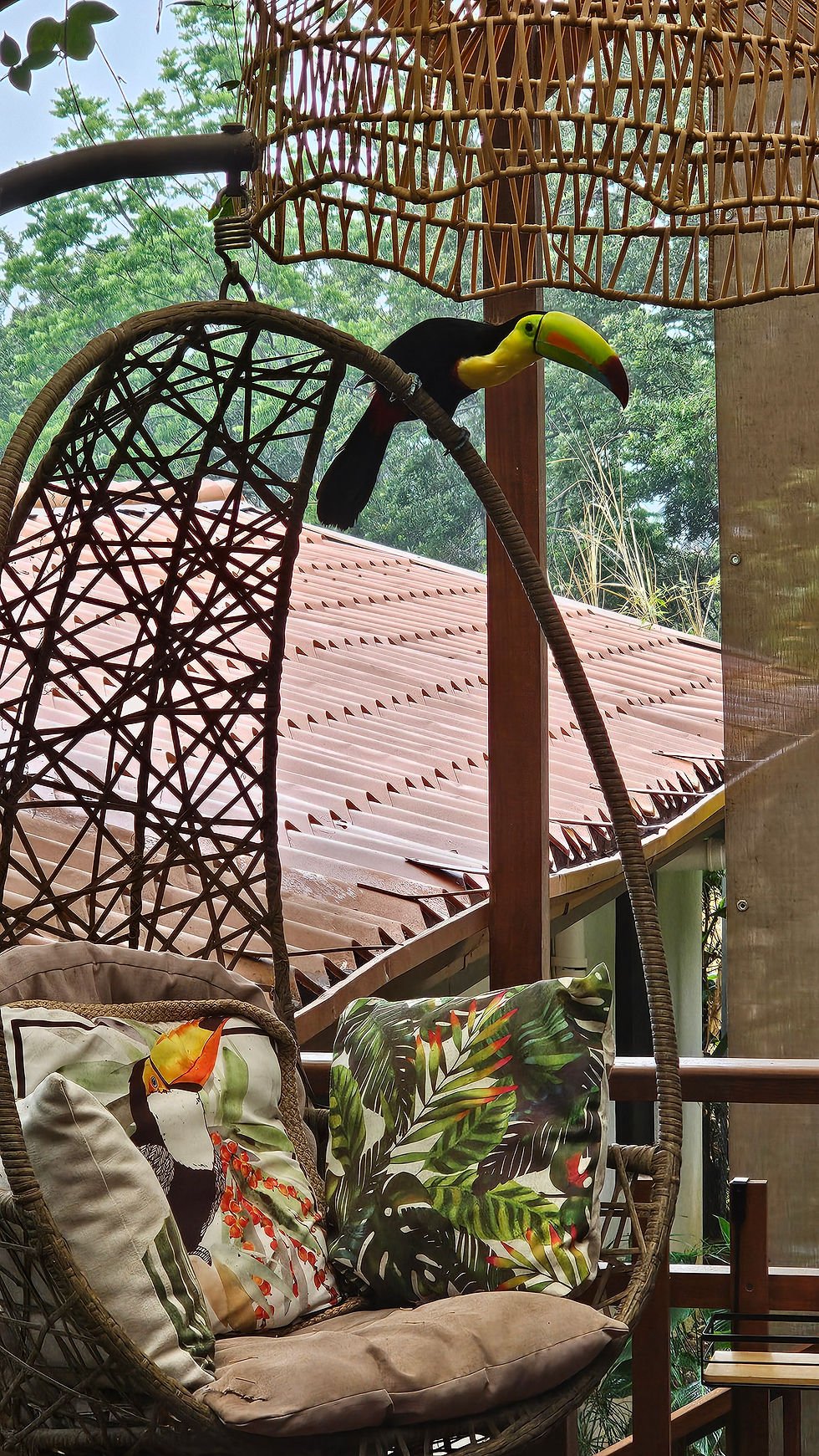 un toucan sur la terrasse