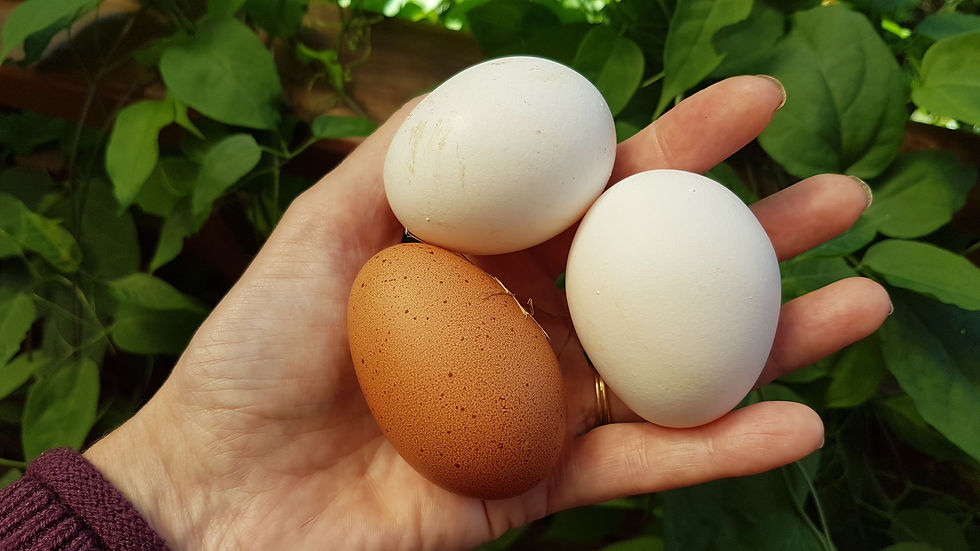 Trois oeufs dans la main