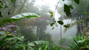 La pluie tropicale...
