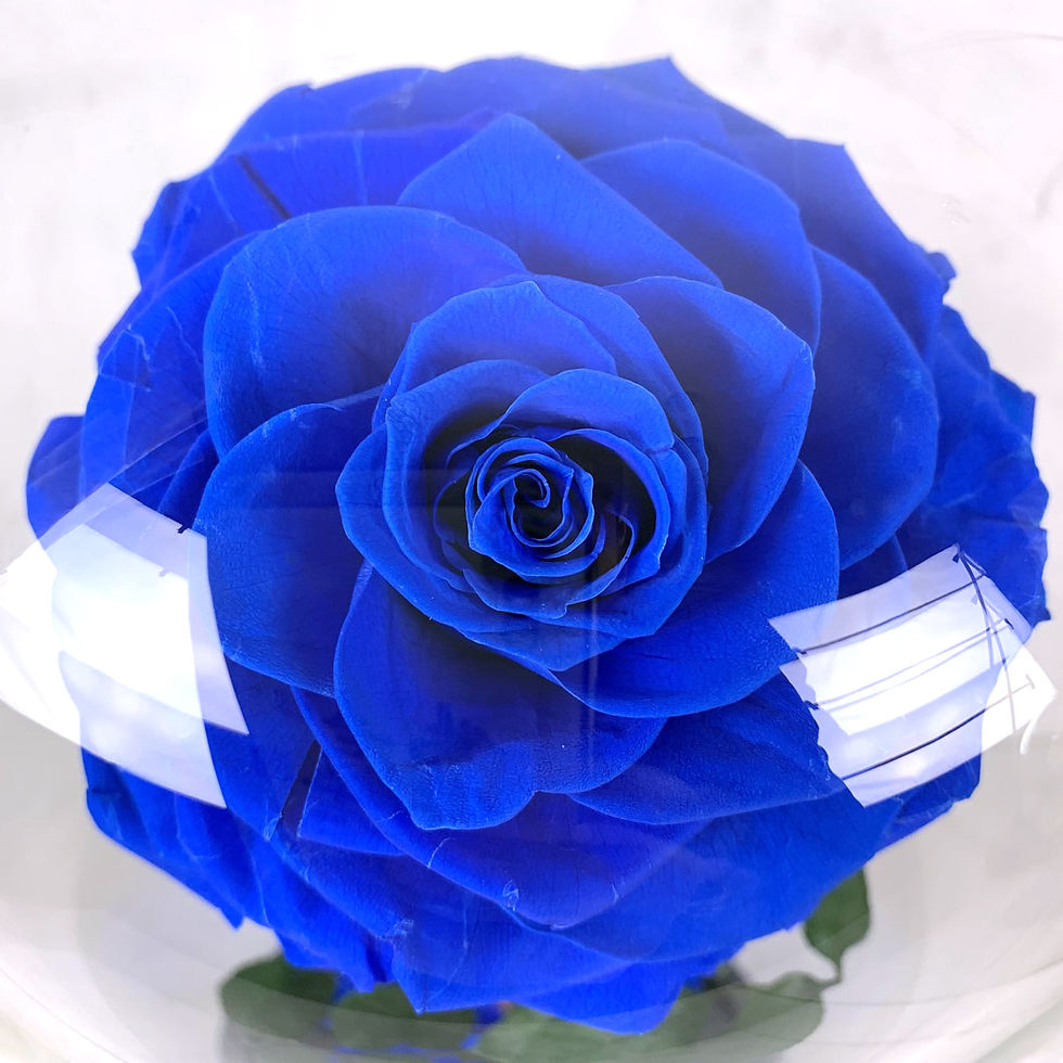 Thumbnail: 12.5" Preserved Rose in Beauty and the Beast Dome, Blue