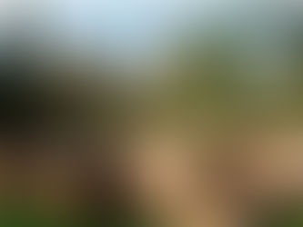 El Gobierno de Biden quiere prohibir la tala de árboles centenarios en los bosques nacionales