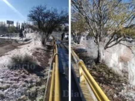 Al estilo Narnia, amanecieron árboles en Chihuahua
