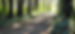 forest-2674152_edited.jpg