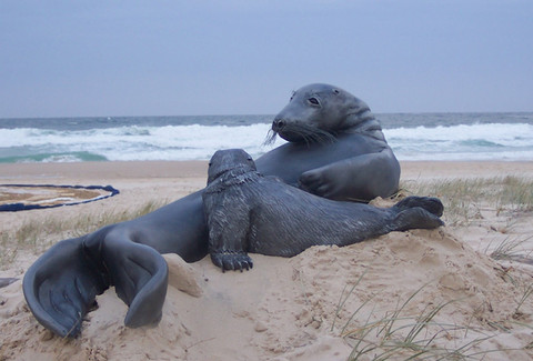 haggerty_ian_seal_and_pup_onbeach (002).