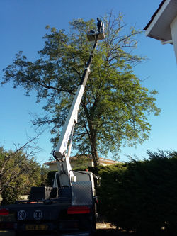 Enlèvement de nid de frelon