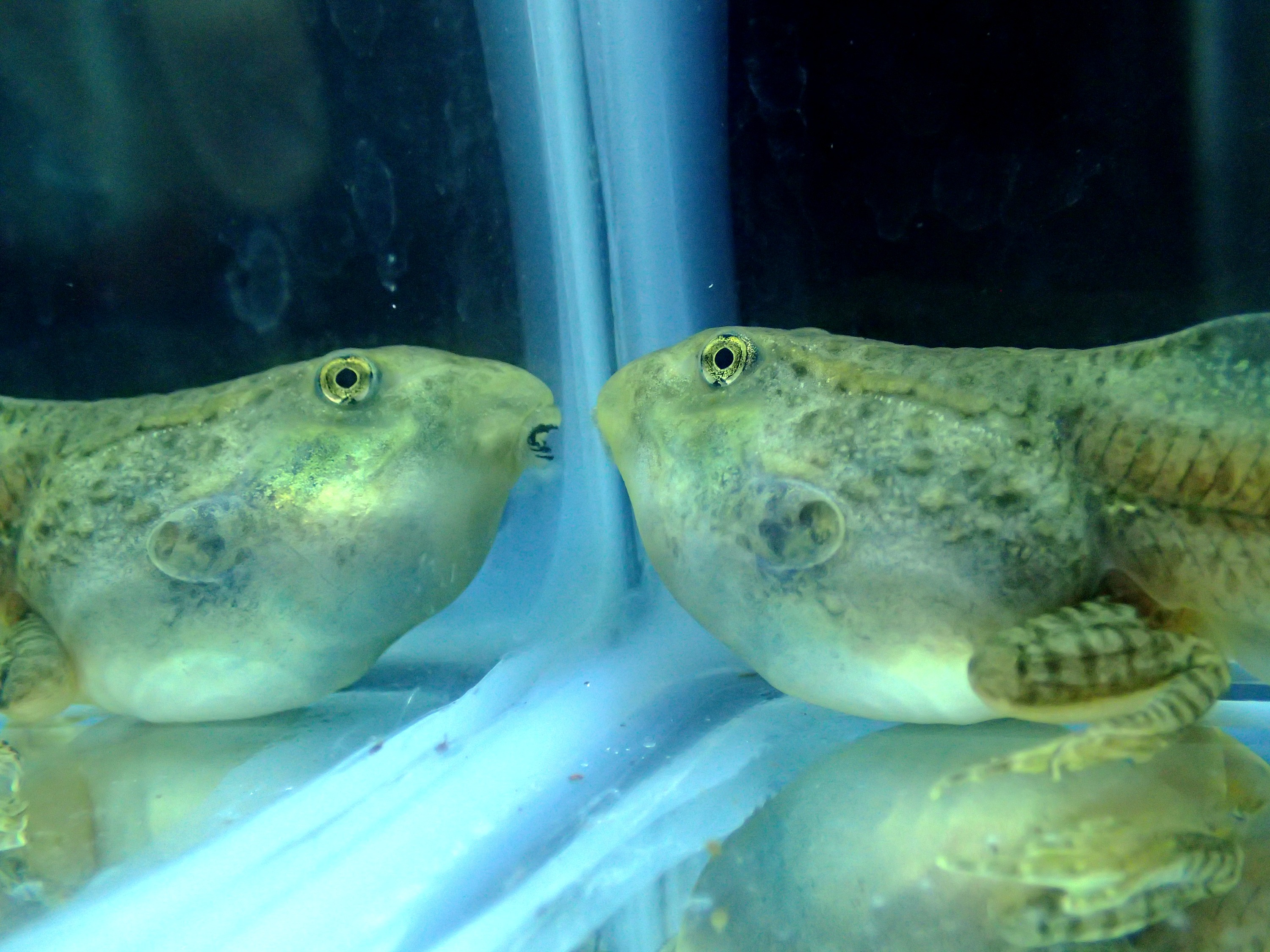 Captivity and Fitness